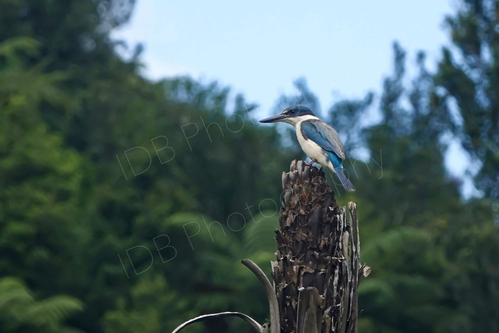 A Sacred/Collared Kingfisher/Kotare sitting on top of a tree fern stump at Waimangu Volcanic Valley, Rotarua, New Zealand..