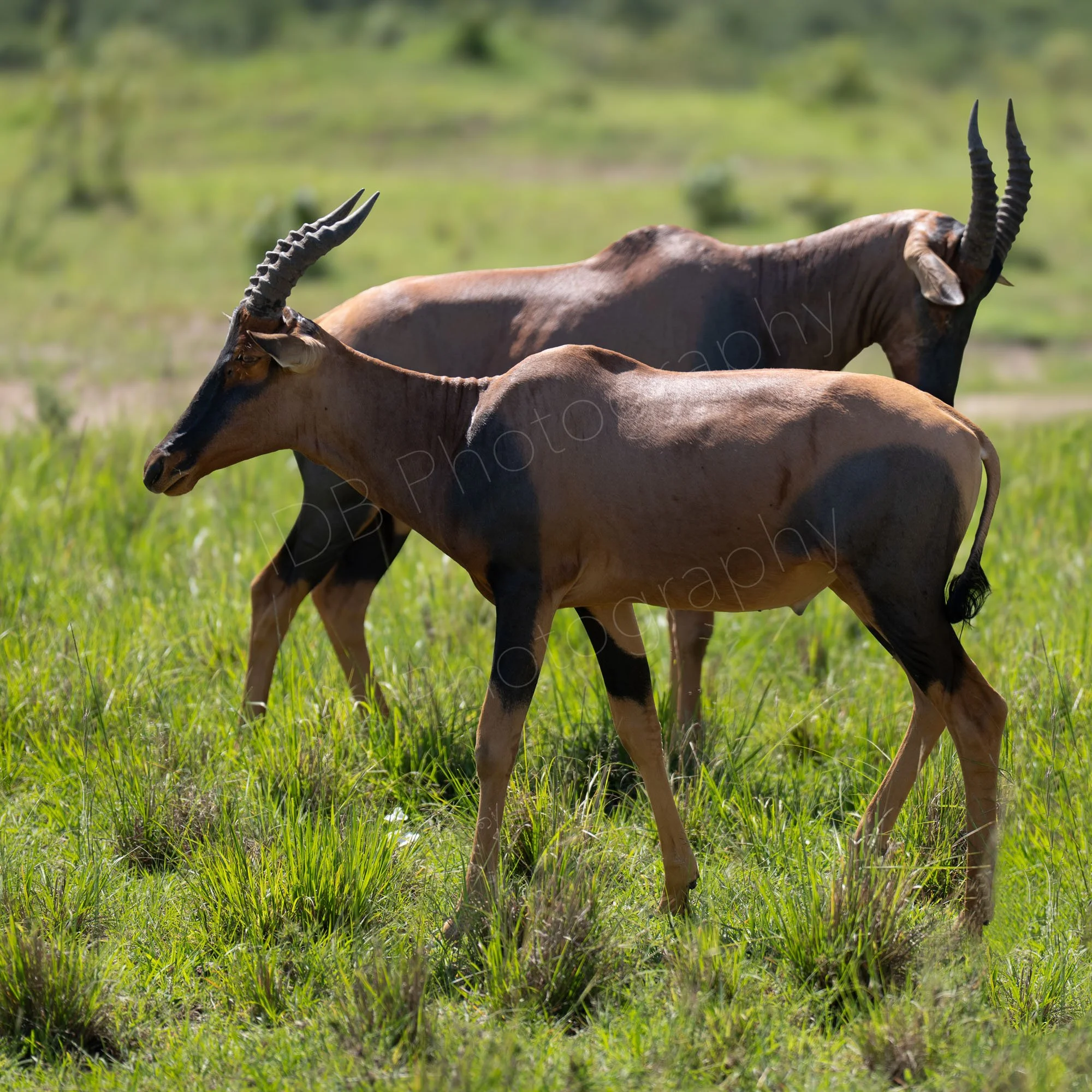 Two Topi antelope facing opposite directions one behind the other on grassland as Masai Mara, Kenya.