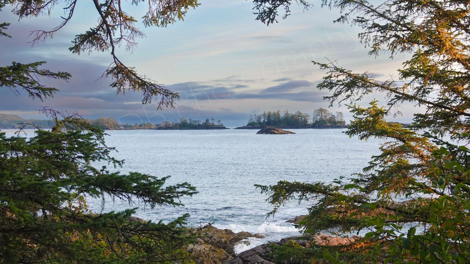 A tranquil coastal view framed by evergreen pine branches, with islands dotted in the distance,  Vancouver Island east coast, BC.