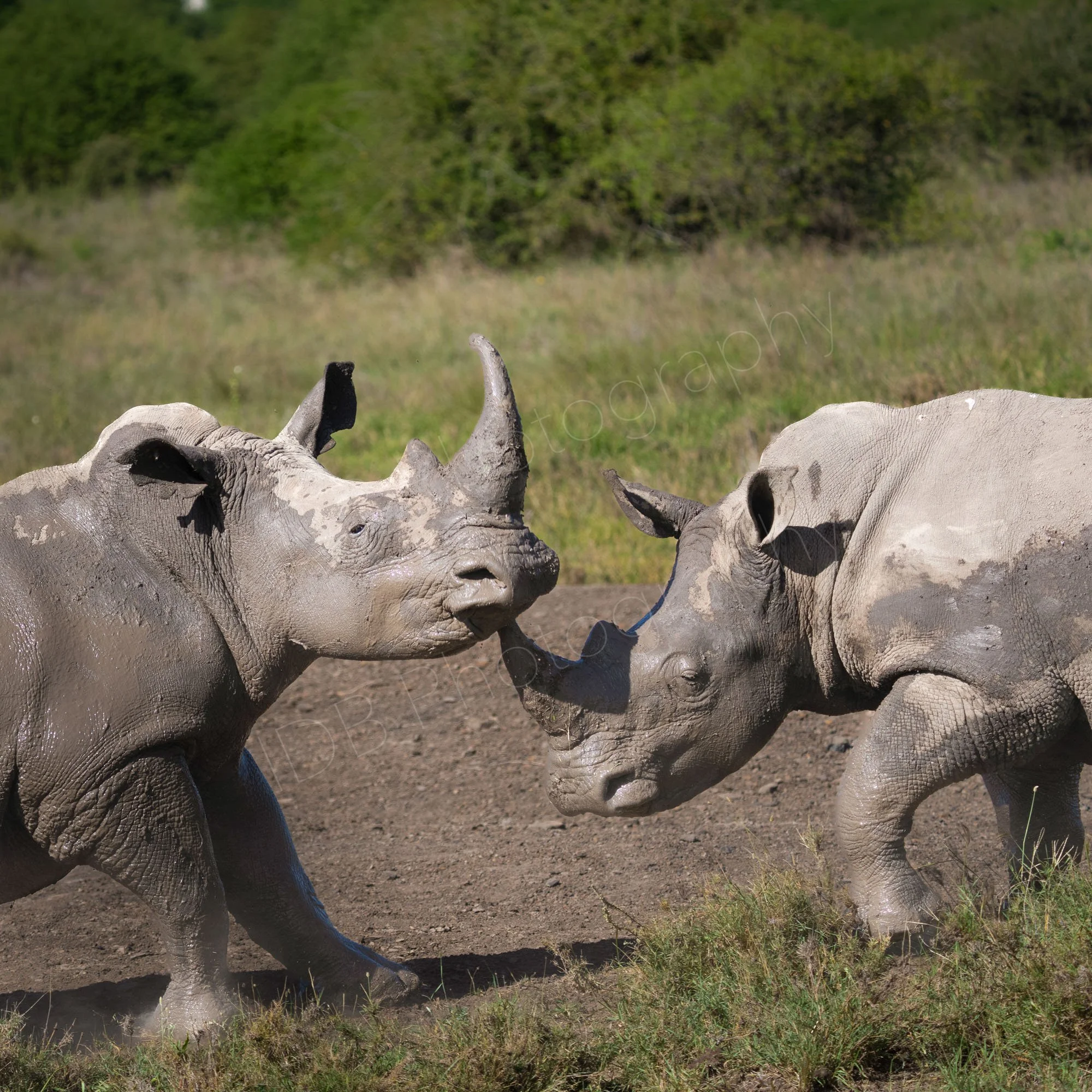 Head and shoulders  of two white rhinos at play, Nairobi, Kenya. 