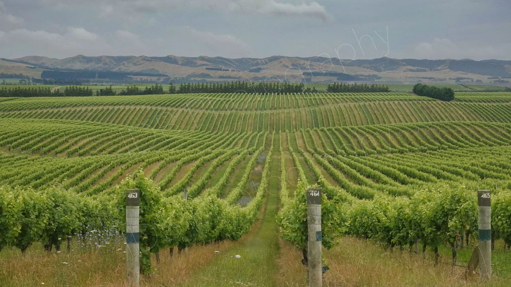 A Marlborough vineyard. A view down the multiple lines of vines with hills in the distance.