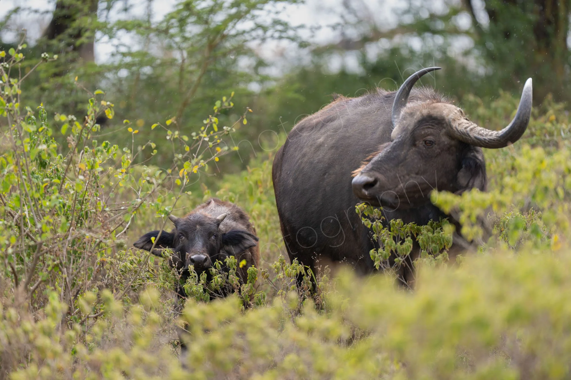 African buffalo and calf, in shrubland, Lake Nakuru, Kenya