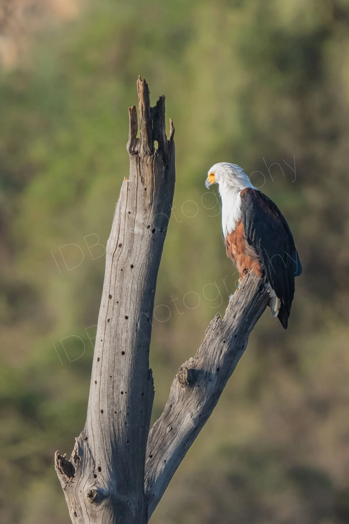 African Fish Eagle (Icthyophaga vocifer) sitting on a broken dead tree, with green background. Lake Nakuru, Kenya