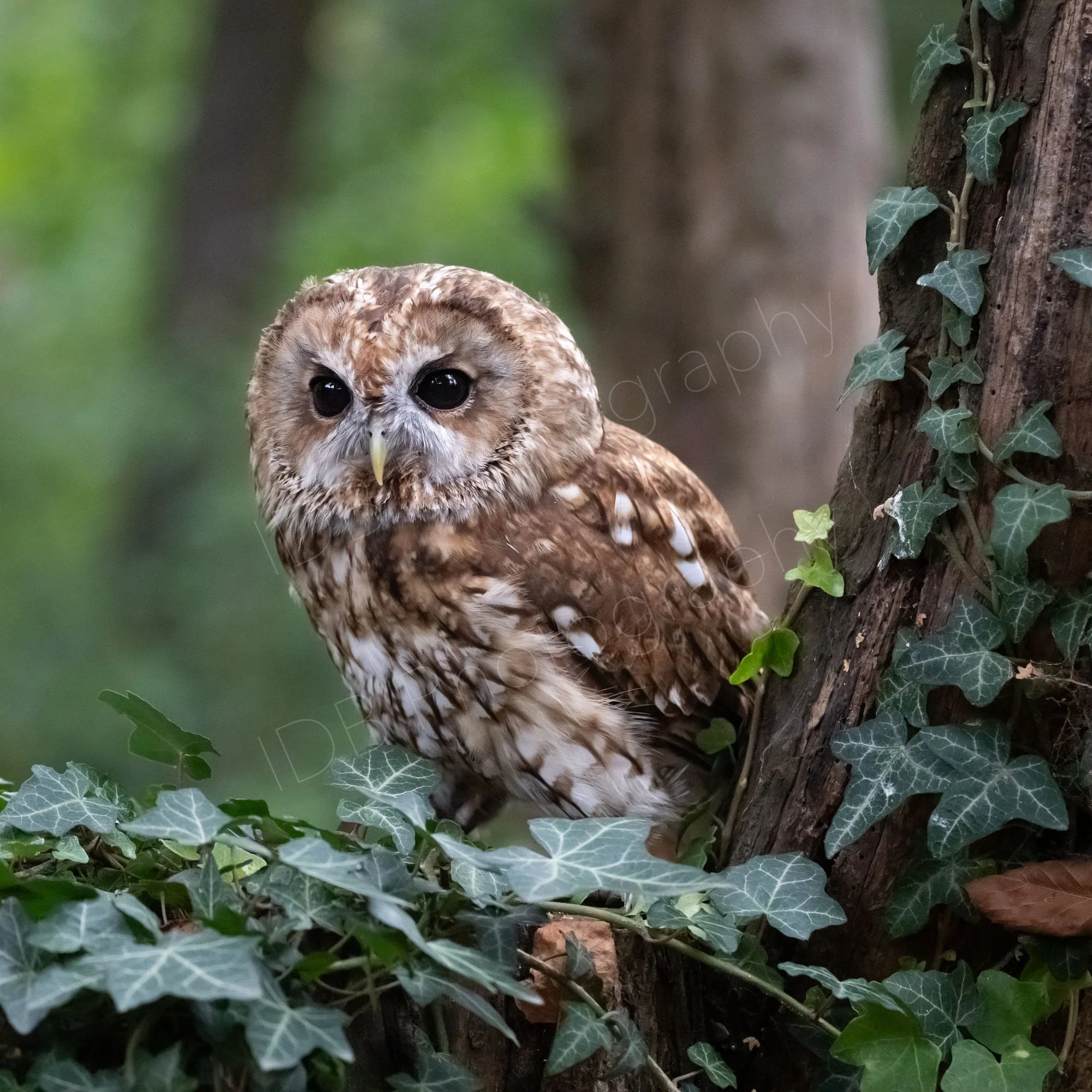 A tawny owl (Strix aluco) perched on an ivy covered tree stump, hazy wooded background, Kent, UK.