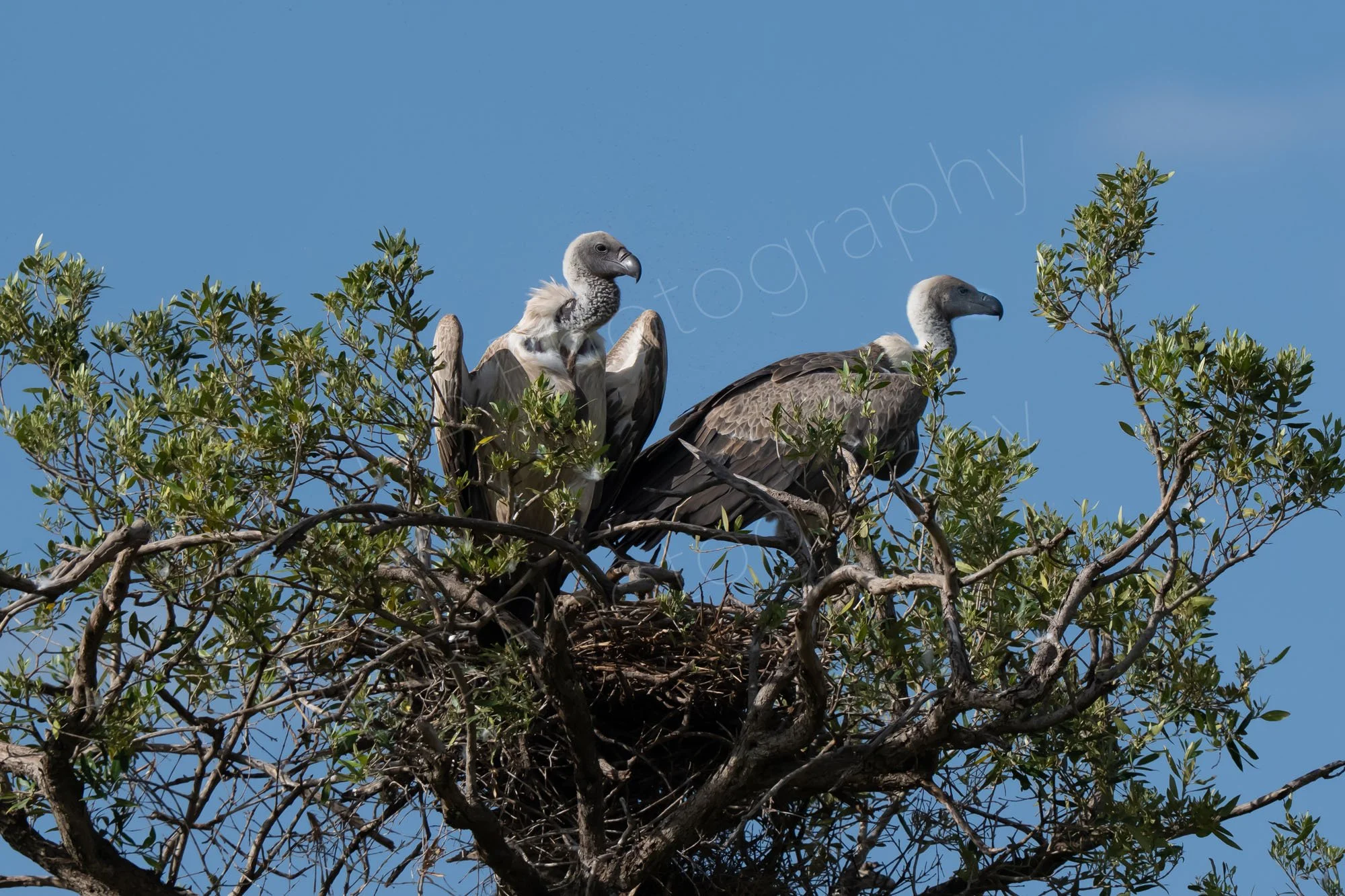 Two White-backed Vultures (Gyps africanus), in their nest with blue sky background, in Masai Mara, Kenya.