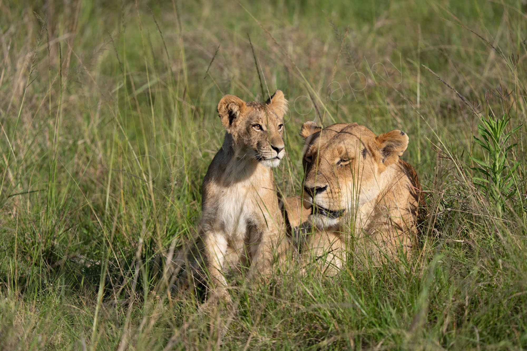 Lioness and cub in grasland at Masai Mara, Kenya.