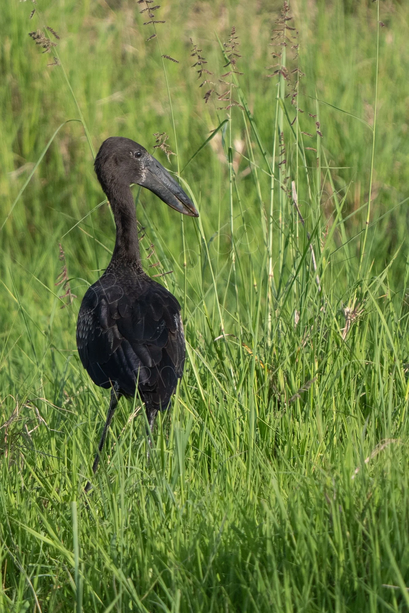 African Openbill bird (Anastomus lamelligerus) in grassland in the Masai Mara, Kenya.