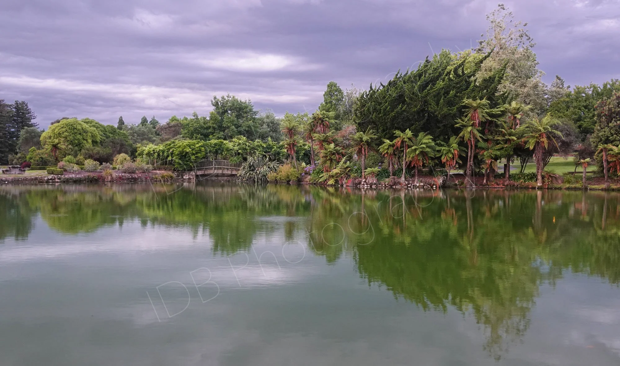 A lovely lake reflection at Kuirau Park in Rotorua, New Zealand with lush greenery, palms and a dramatic purple/grey sky.