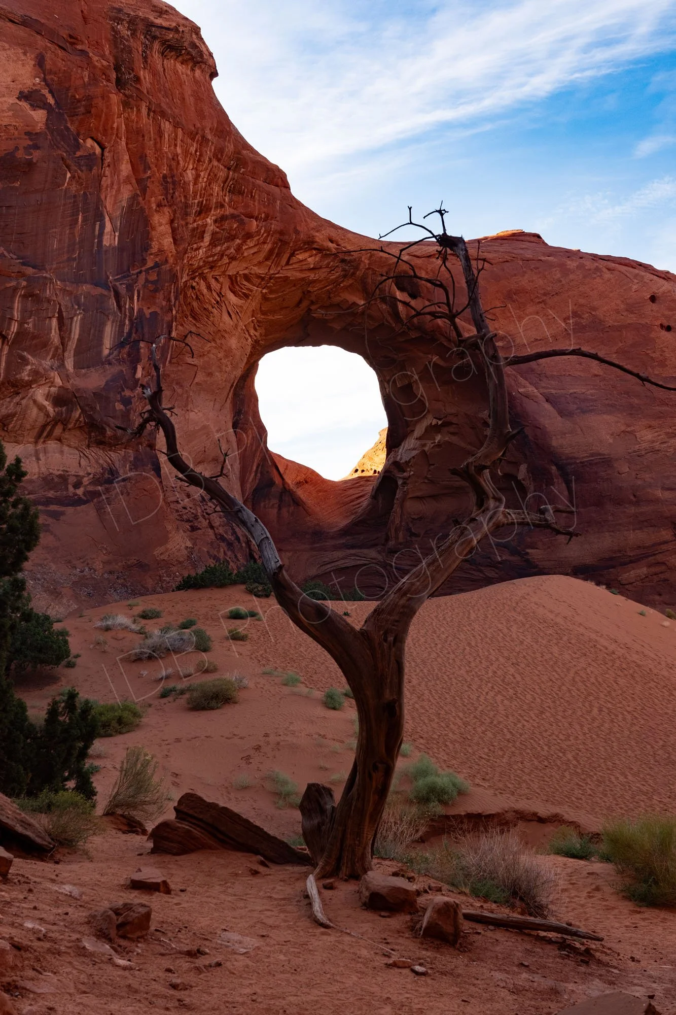 Ear of the Wind, a large natural sandstone arch framed by a weathered tree in  Monument Valley, Utah, in evening light with cloudy blue sky.