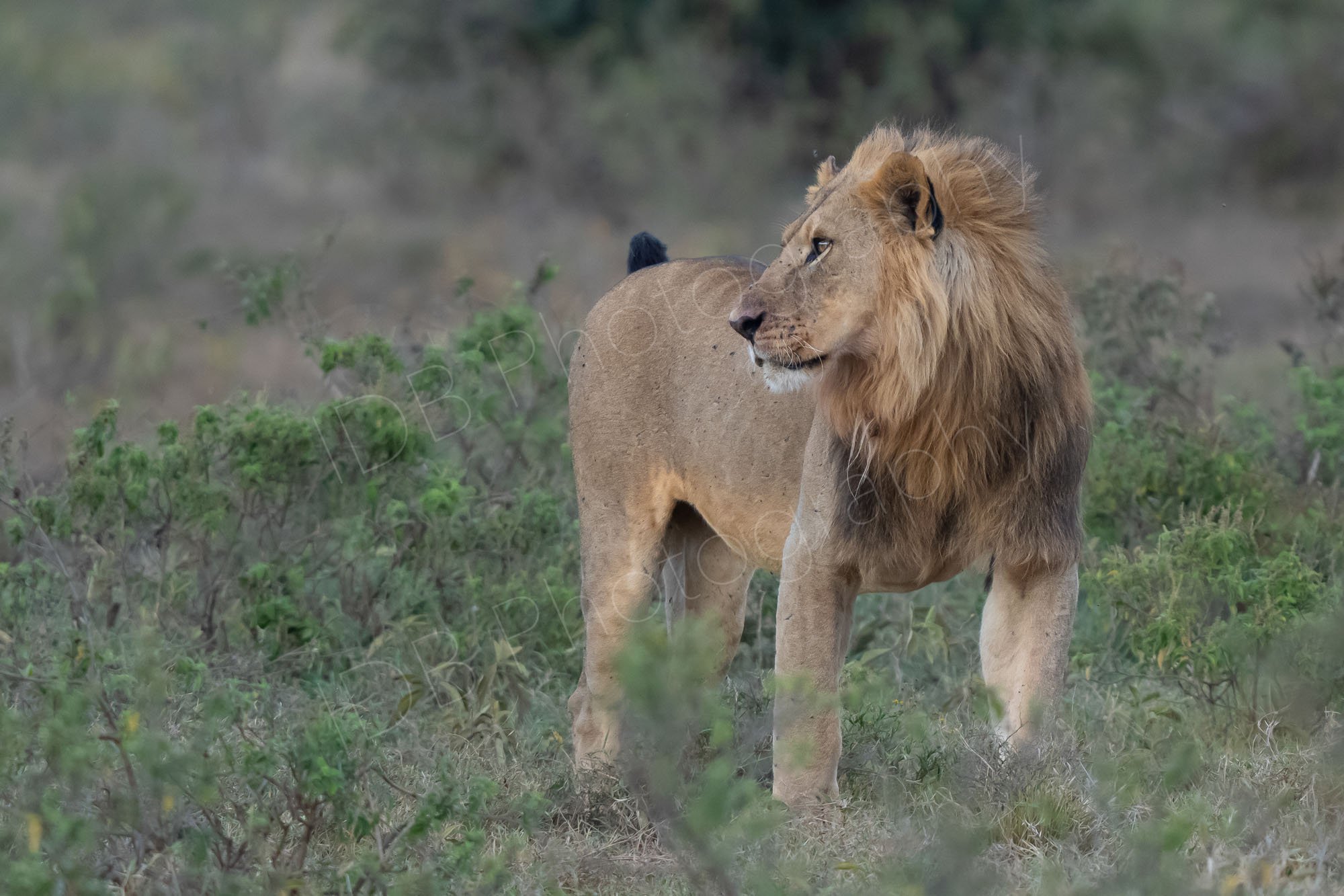 Profile view of handsome male lion with beautiful mane in shrubland, Lake Nakuru, Kenya.