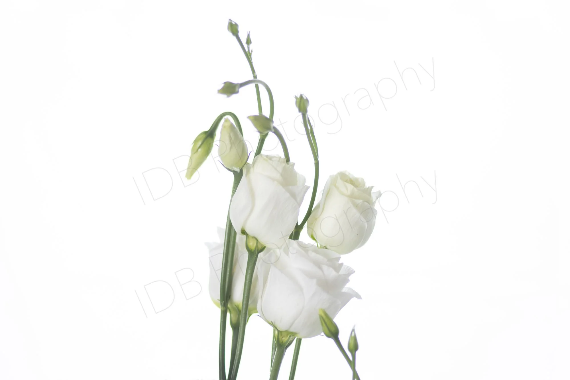 A high-key image of the upper part of a stem of white Lisianthus (Eustoma grandiflorum) - Alissa, large area of white surround.