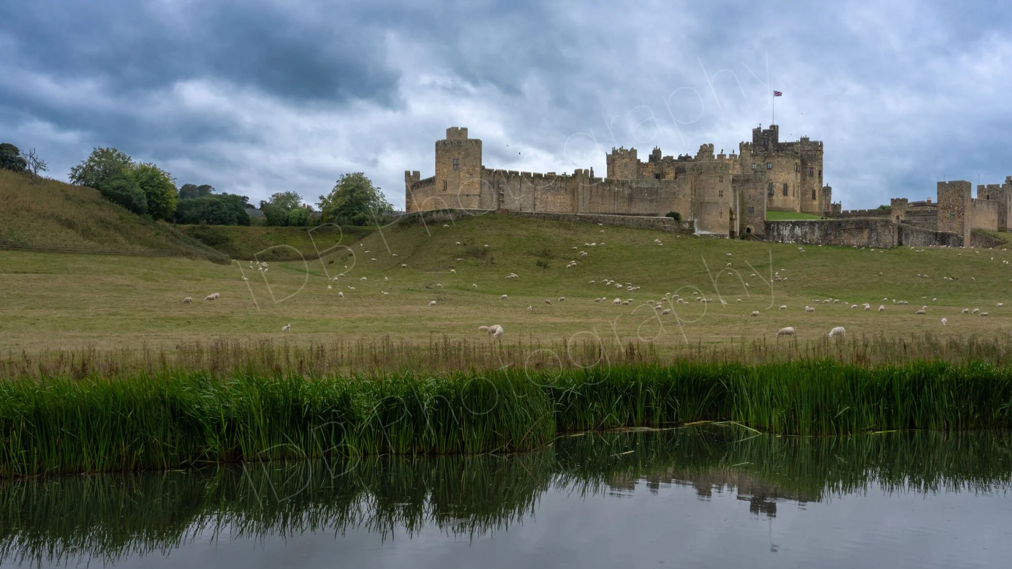 Alnwick Castle, Northumberland reflecting in the River Aln in the foreground, with fields of grazing sheep and dramatic grey skies.