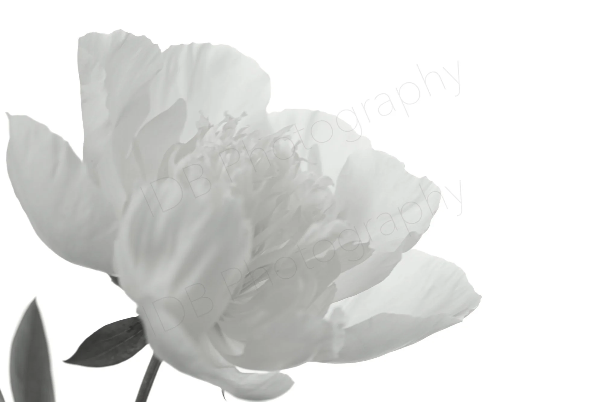 A black and white image of a white peony flower with soft, ruffled petals  and a couple of visible leaves.