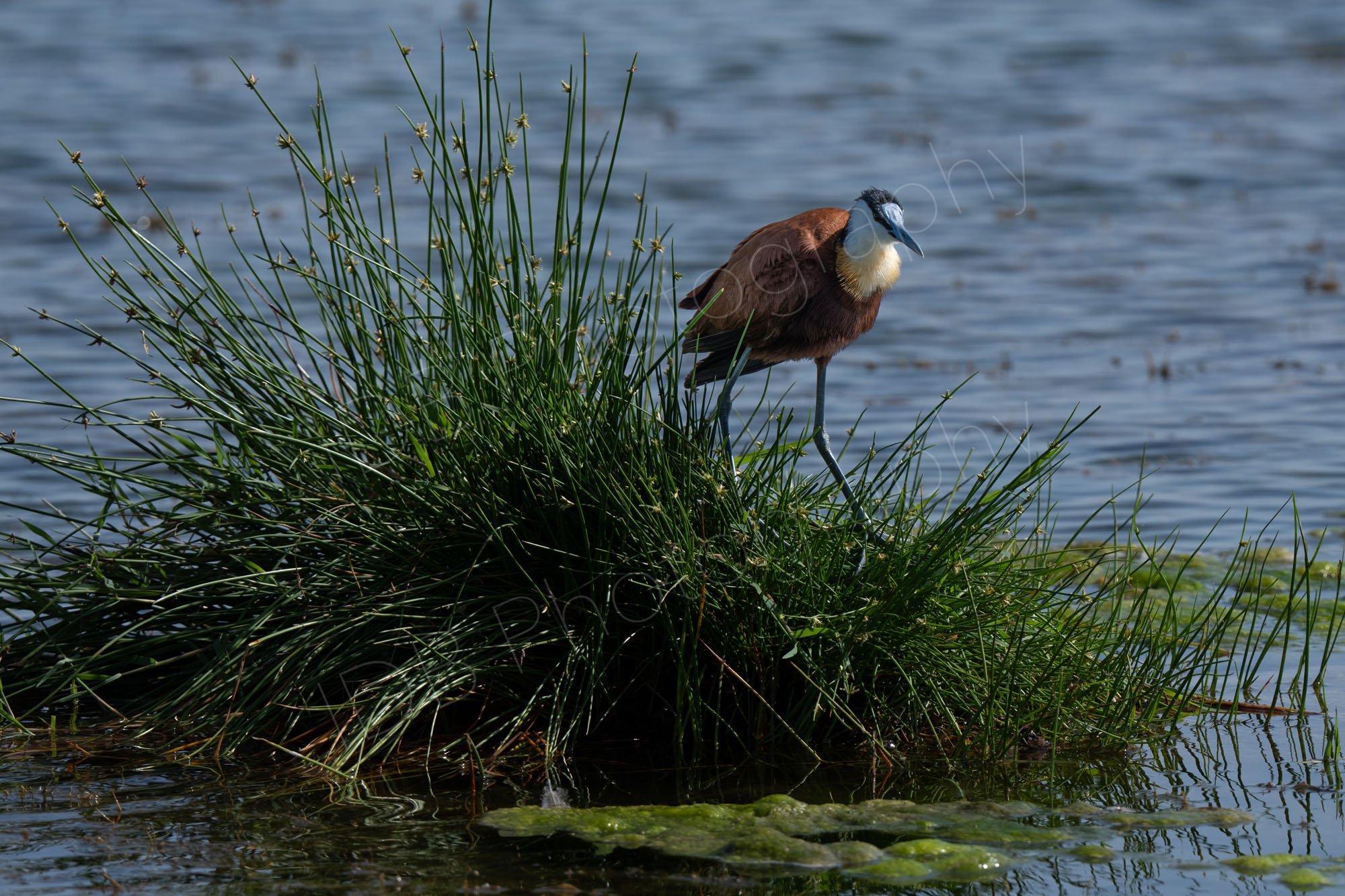 African Jacana bird (Actophilornis africanus), Amboseli, Kenya.
