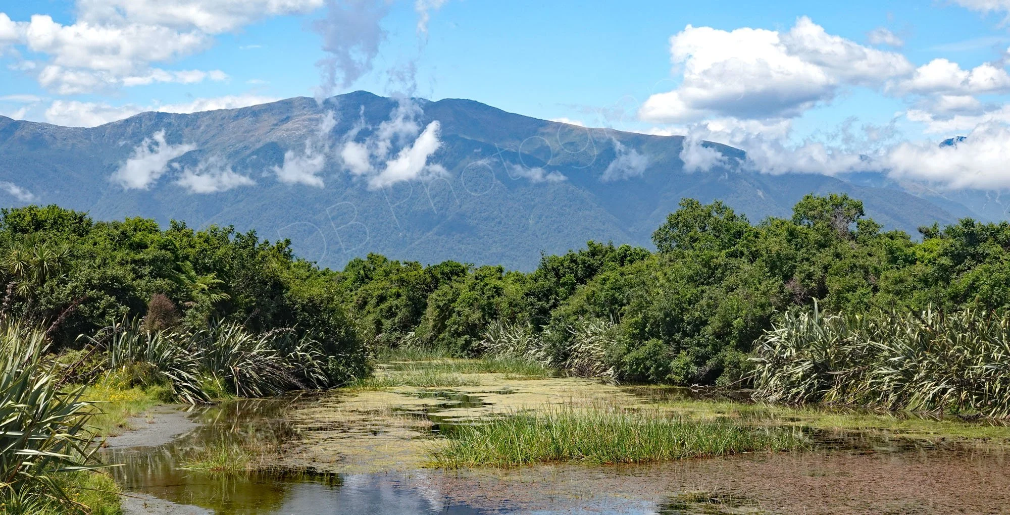 Marshy area, flax, trees and mountain background on a sunny day, Haast, West Coat, New Zealand.