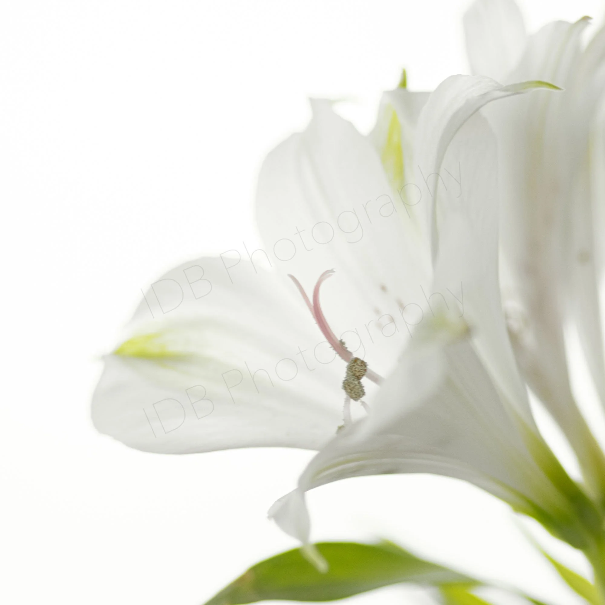 A high-key image of a white alstromeria flower, possibly Alstroemeria Charmelia White.