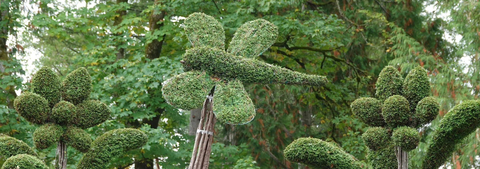 Topiary of butterfly and flowers ay Butchart Gardens, Victoria, Vancouver Island, BC, Canada.