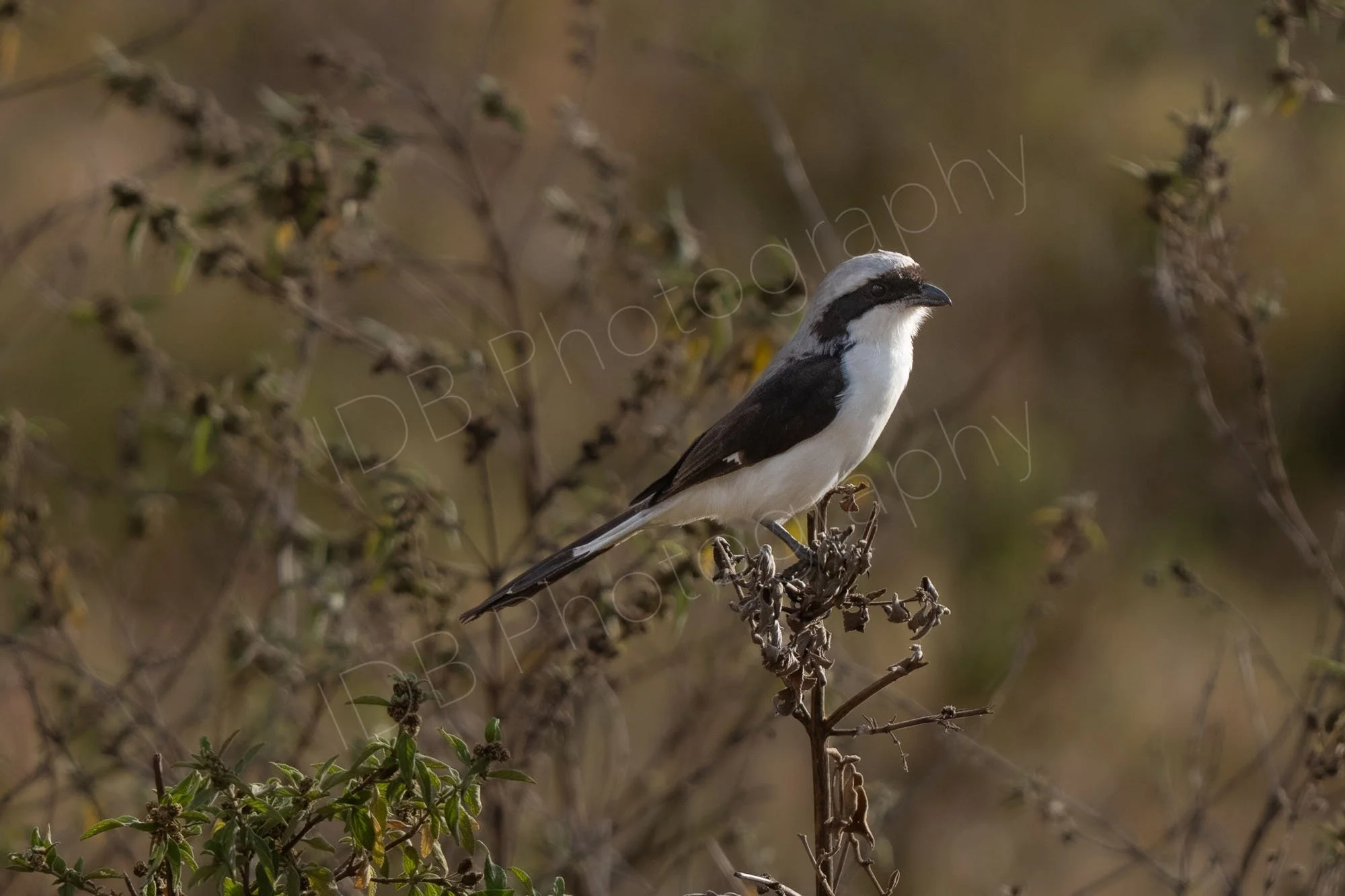 Grey-backed Fiscalbird (Lanius excubitoroides), in profile, on a shrub,  Lake Nakuru, Kenya.