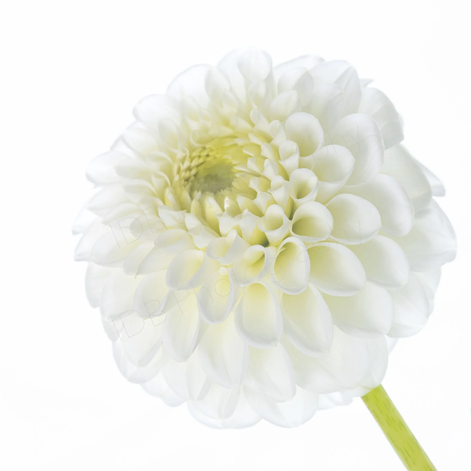 A high-key image of a white dahlia flower head, Dahlia Boom-Boom white. White on white.