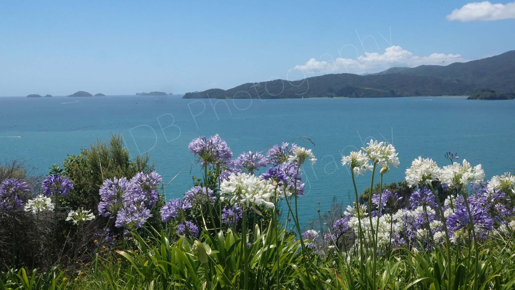 A foreground of blue and white agapanthus looking out at the beautiful blue waters and sky on the Coromandel peninsula, NZ.