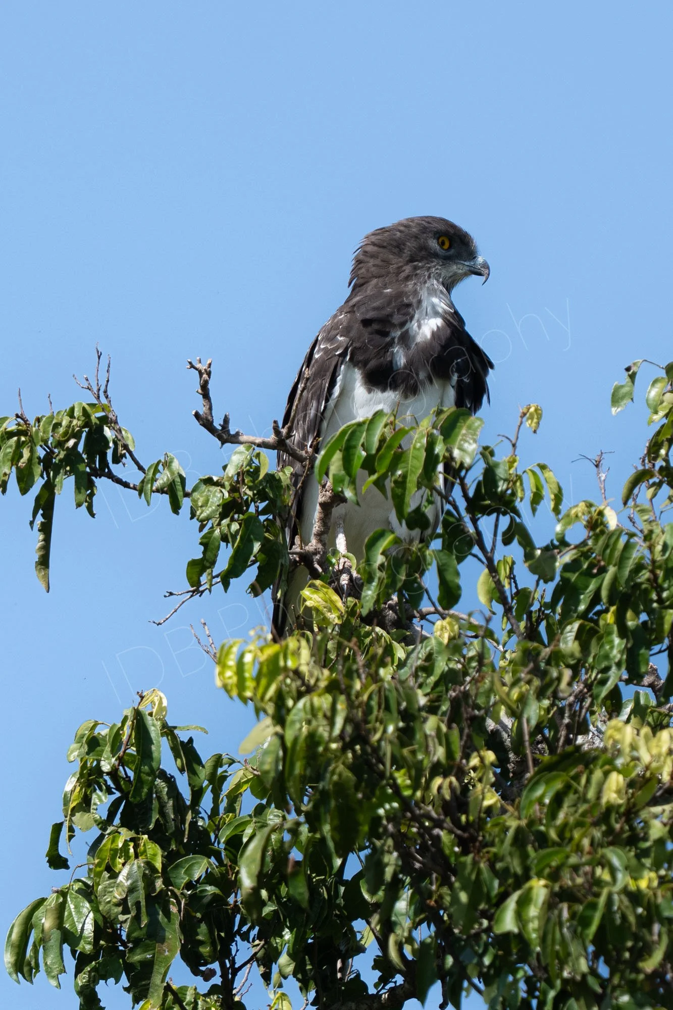 Black-chested Snake-Eagle (Circaetus pectoralis) with lower half obscured by the tree it sits on. Masai Mara, Kenya.