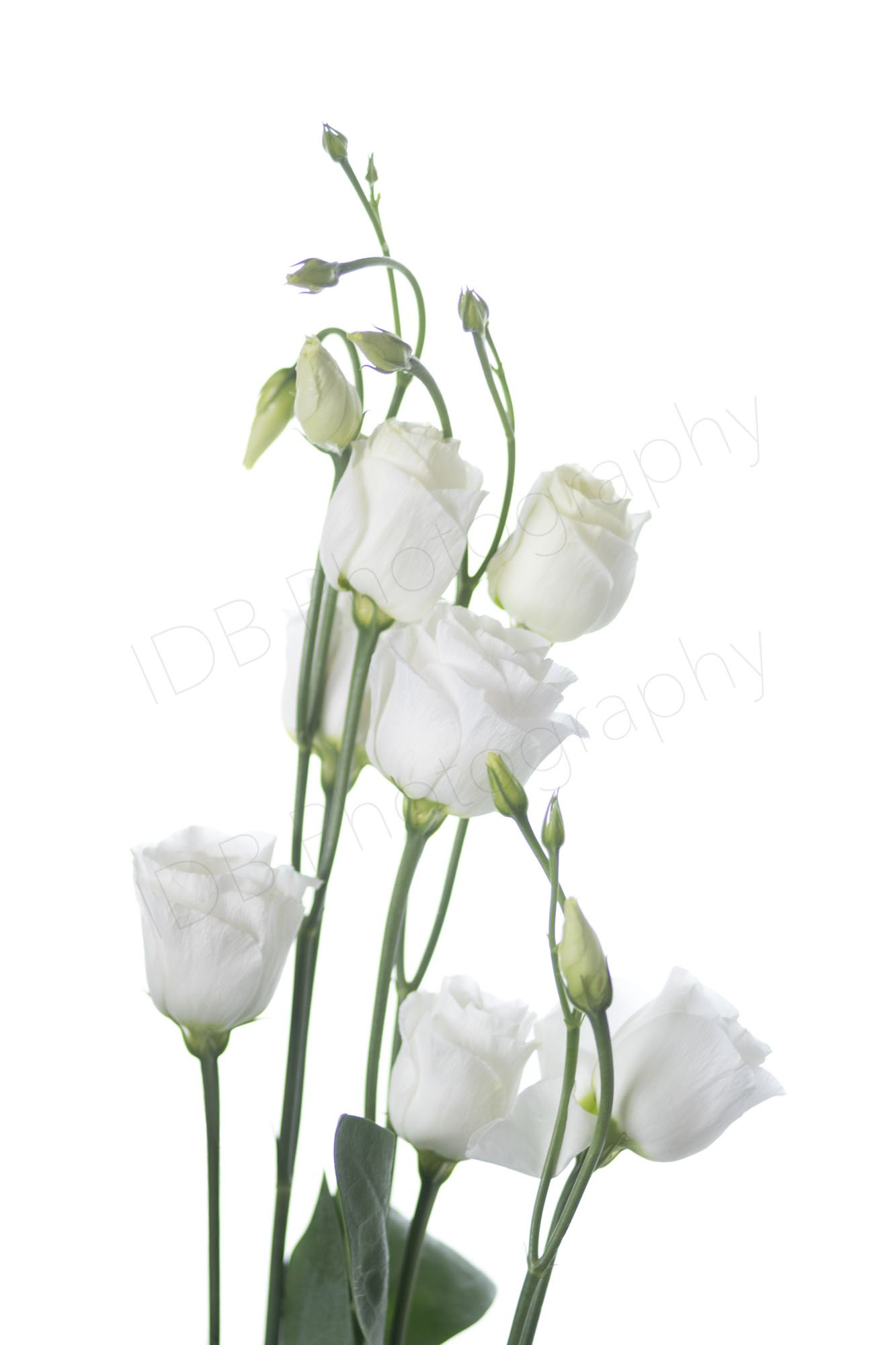 A high-key image of a stem of white Lisianthus (Eustoma grandiflorum) - Alissa, with a leaf visible at the base.