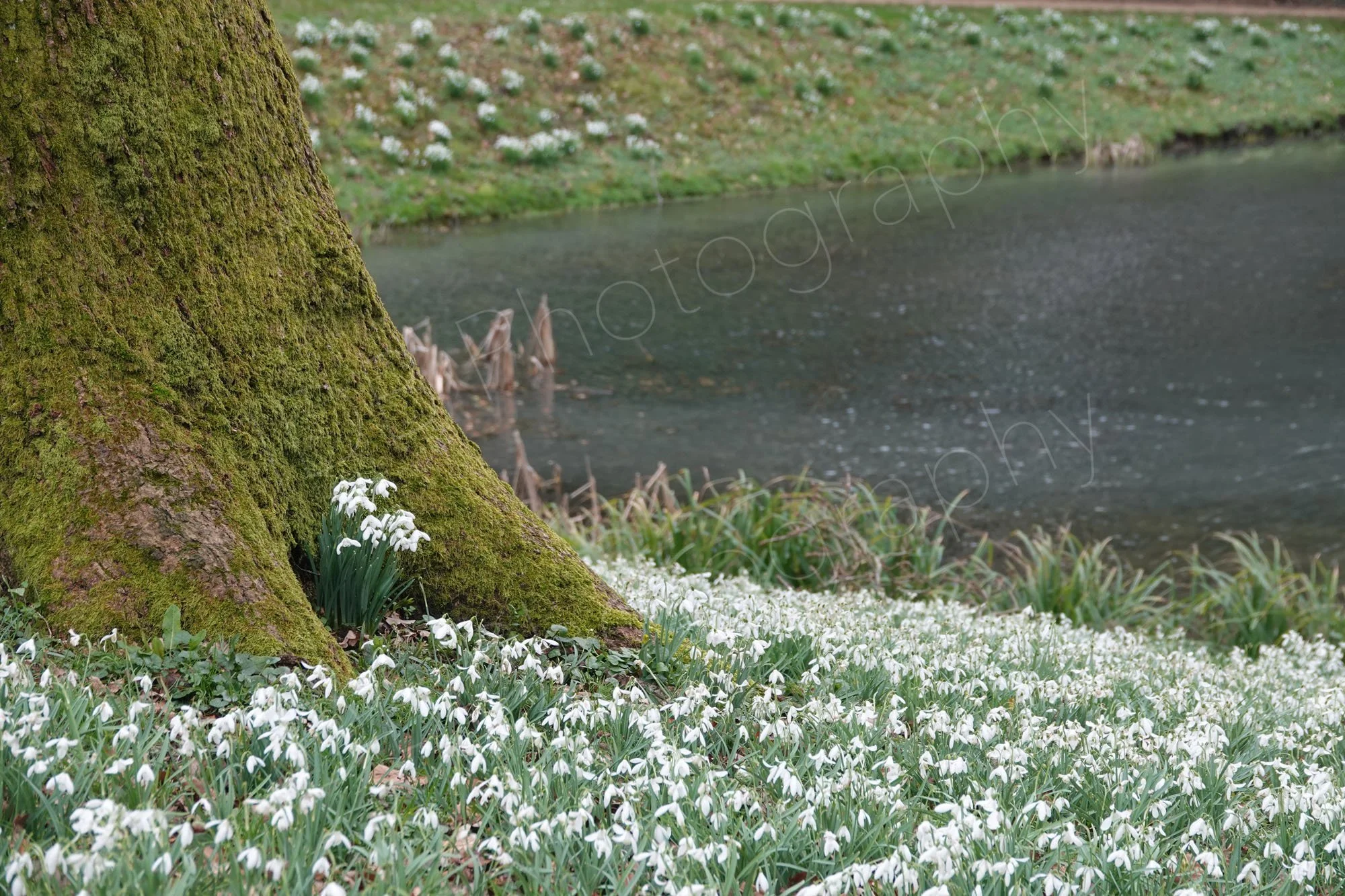 A bank of snowdrops besides a tree trunk  at Painswick Rococo Gardens, Gloucestershire with apond and more snowdrops behind.