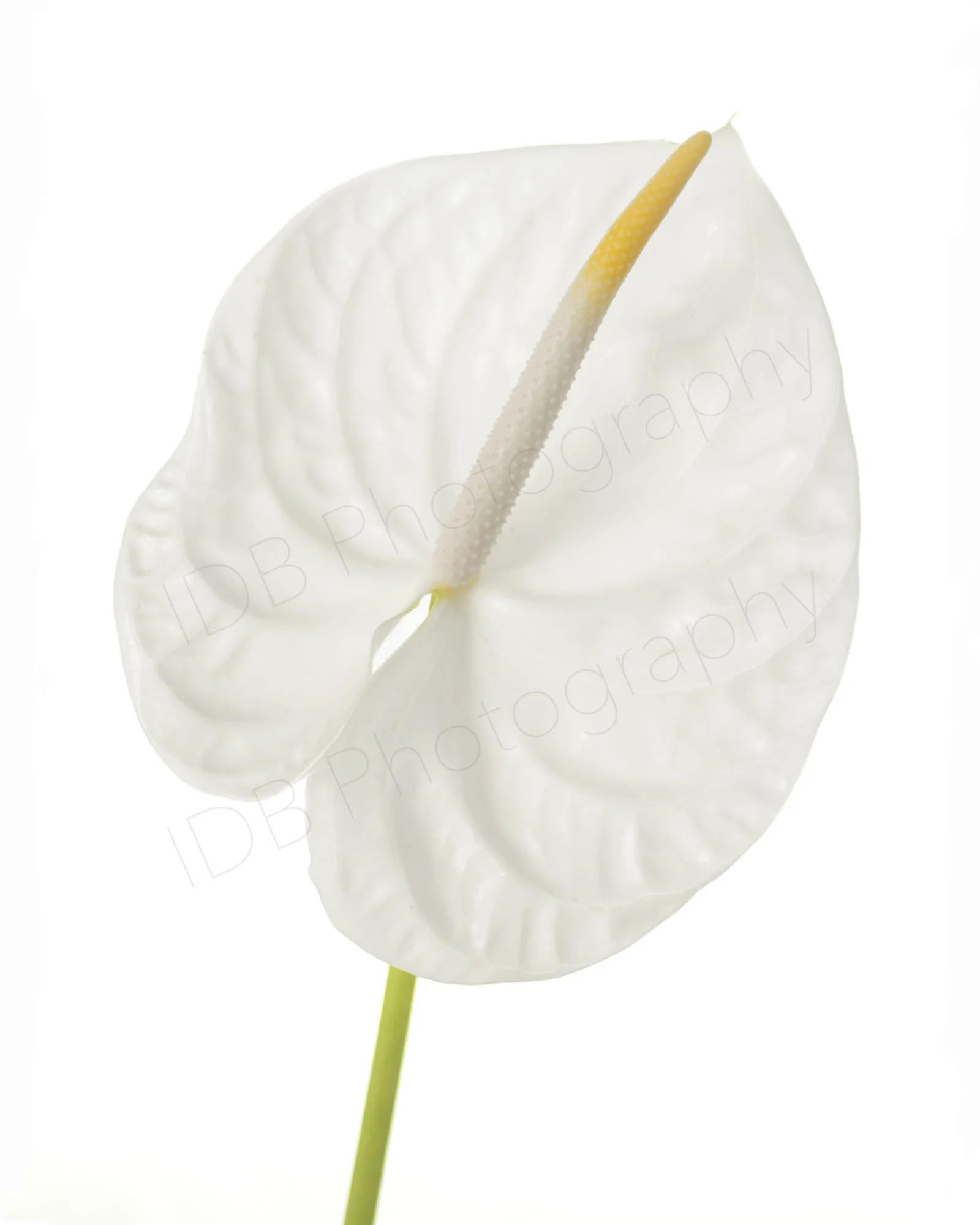 A high-key image of a white Anthurium andraeanum (probably Whisper) showing the spathe and flower spike. 1.