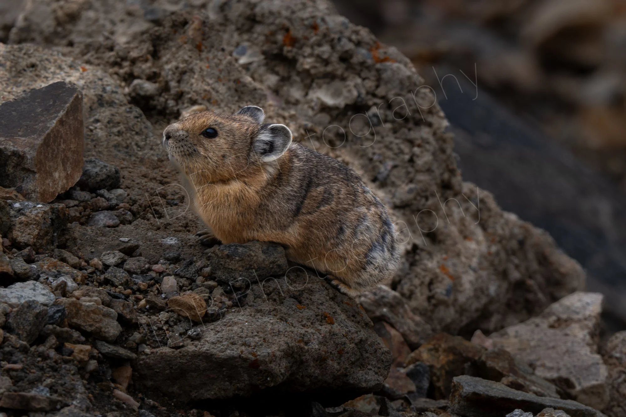 A Pika on some rocks, Rocky Mountain National Park, Colorado, USA.