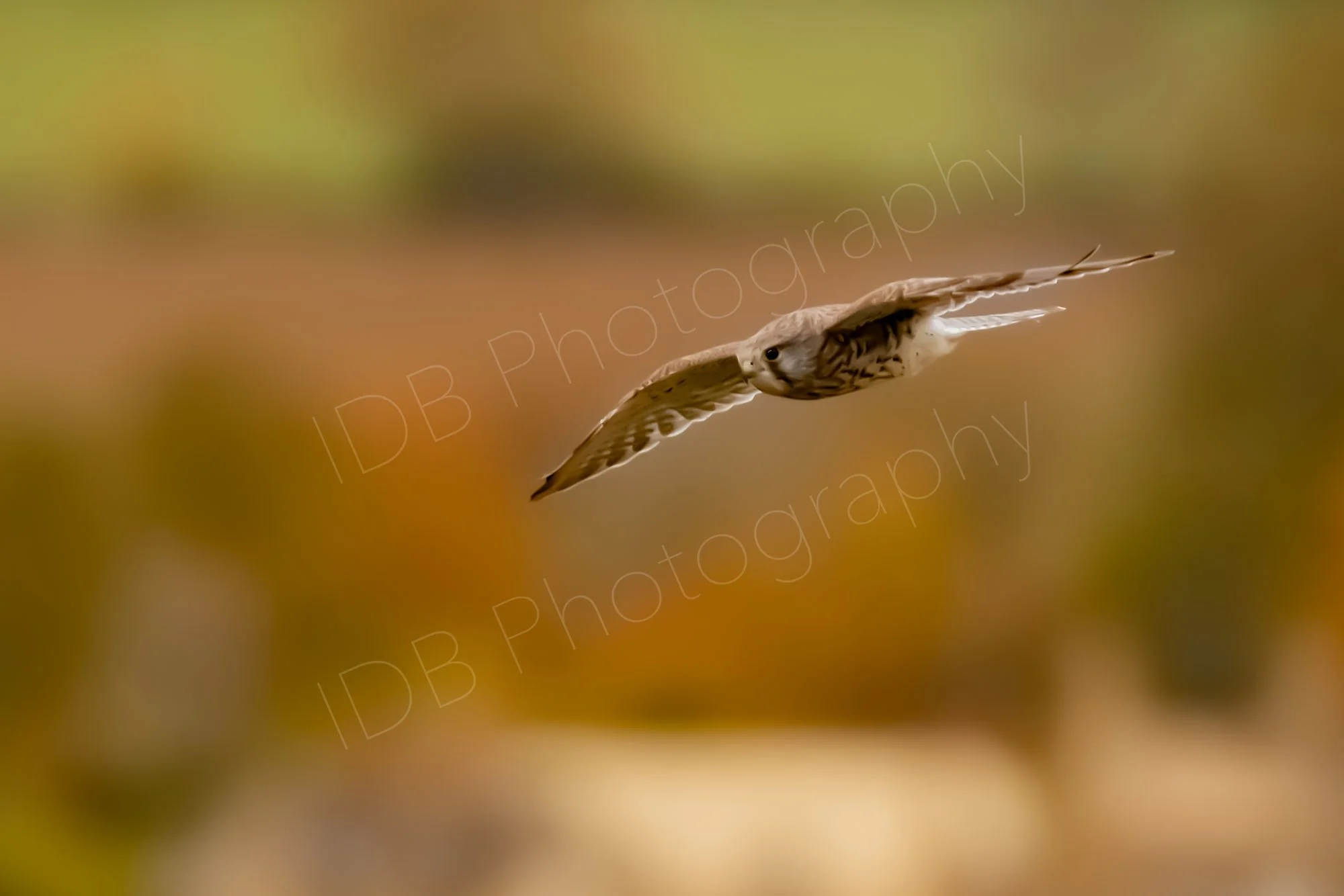 Common Kestrel (Falco tinnunculus) gliding effortlessly with a blurry farmland brown, green background. Gloucestershire, UK.
