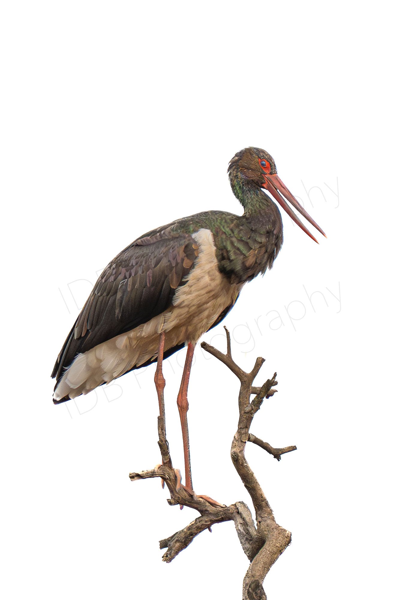 High key, white background close up image of Black Stork (Ciconia nigra) on a dead tree branch at Lake Nakuru, Kenya.