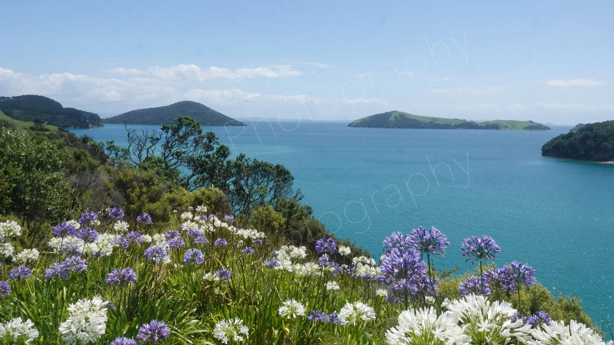 A foreground of  blue and white agapanthus looking out to blue sea and lush green islands on the Coromandel peninsula, NZ.