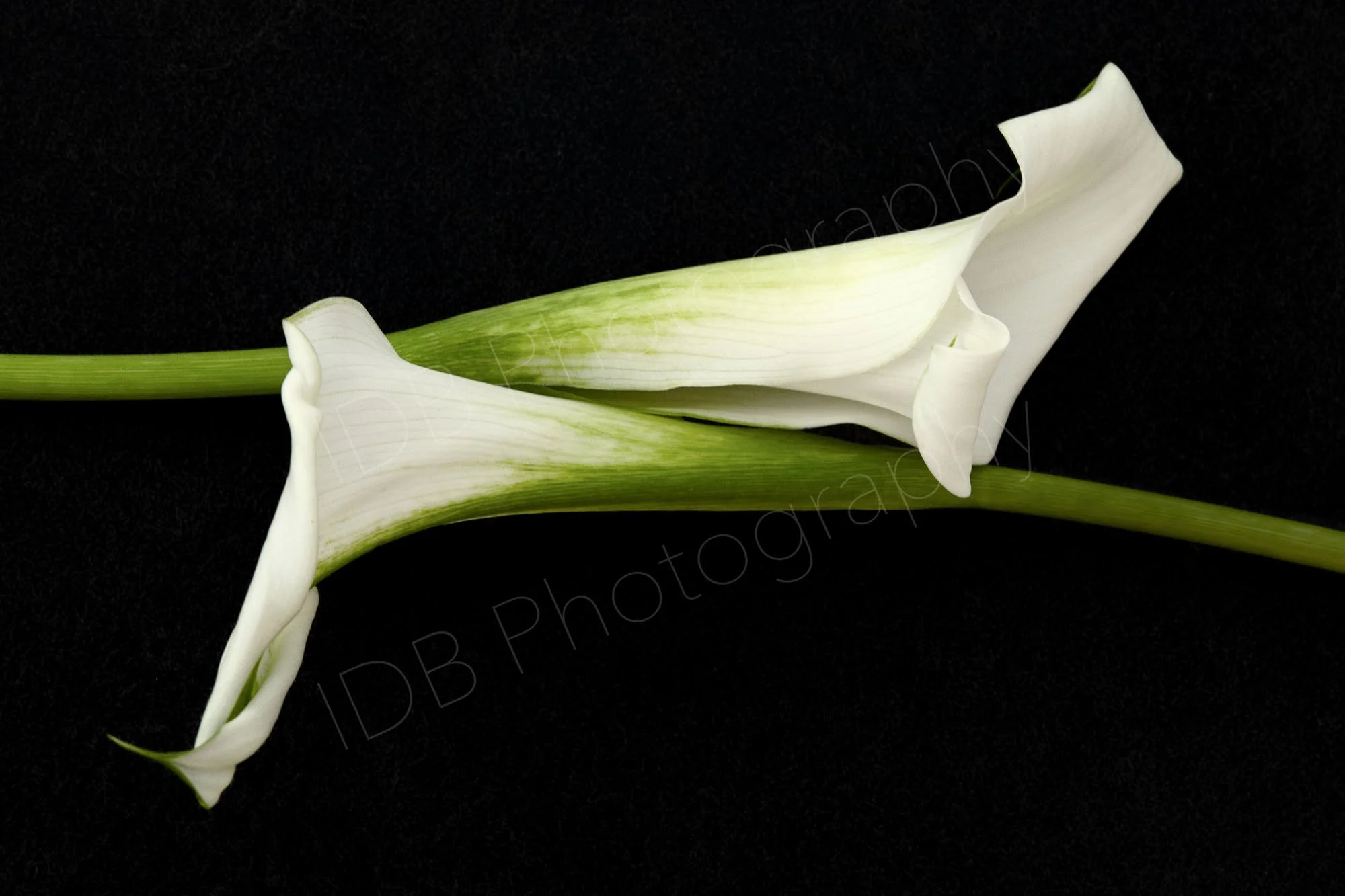 Two white calla lily  (Zantedeschia aethiopica) spathes and stems on a black background, lying horizontally and overlapping in opposite directions.
