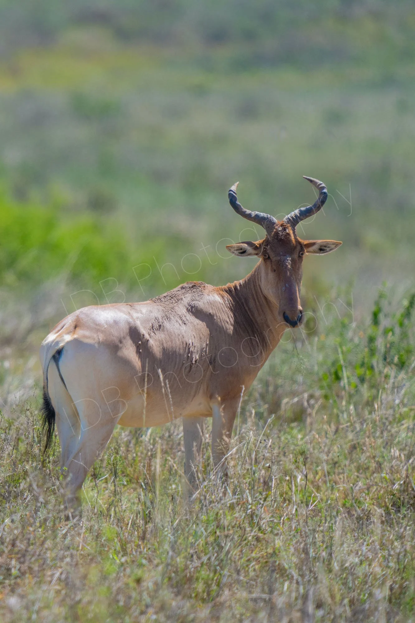 Coke's hartebeest (Alcelaphus buselaphus cokei) standing in scrubland in Nairobi, Kenya.