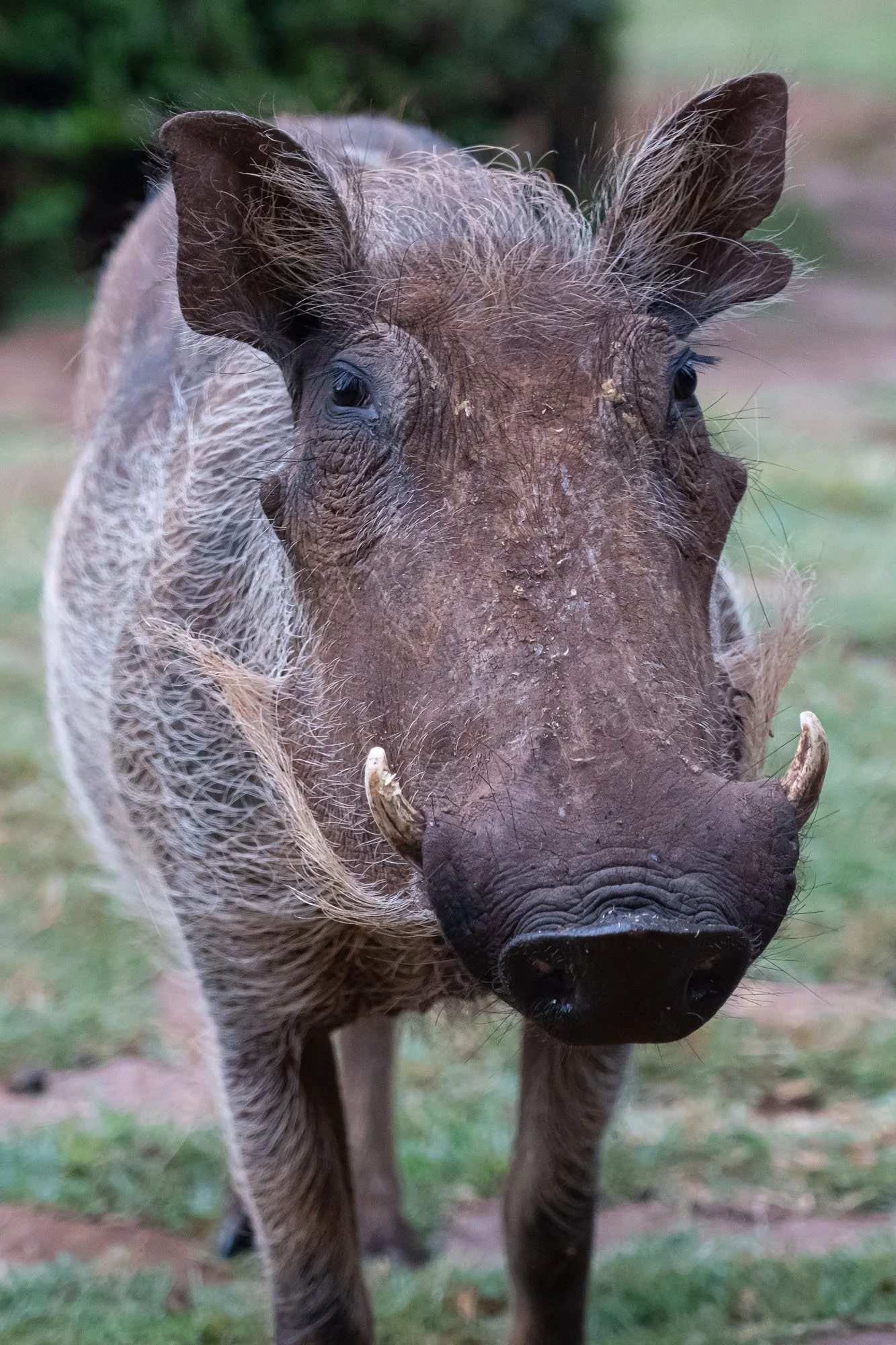 Low down close up of a Warthog. Nairobi, kenya.