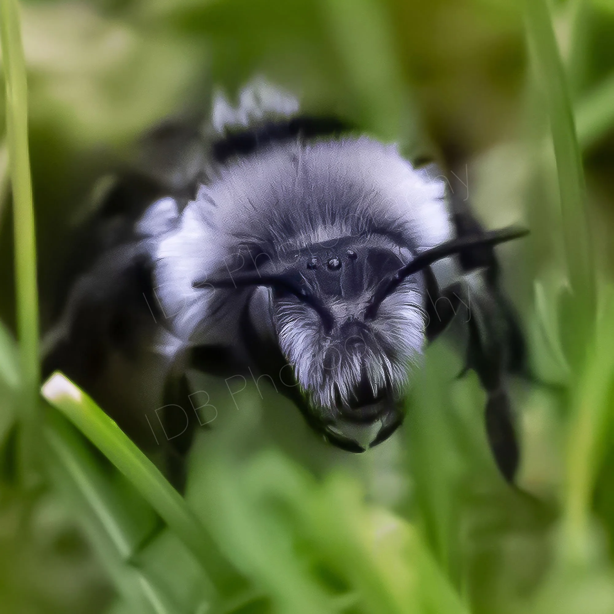 Macro image of an Ashy Mining Bee ( Andrena cineraria) emerging from the grass in Gloucestershire, UK.