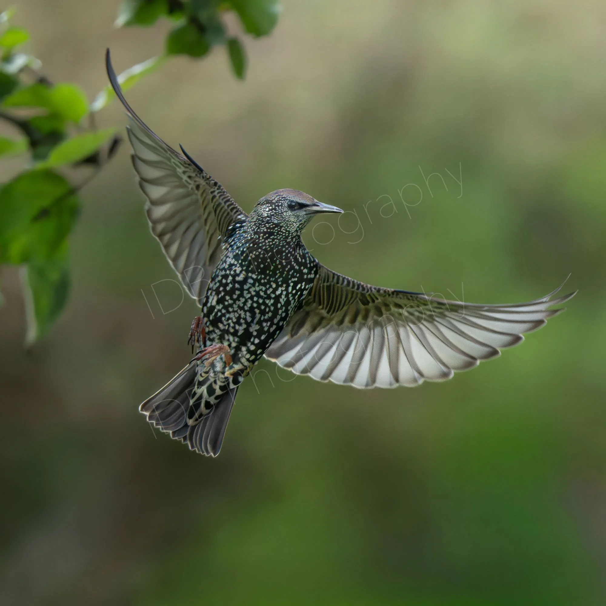 European Starling ( Sturnus vulgaris) in flight, wings outstretched; grey, green hazy background with a few green leaves; Kent, UK. 