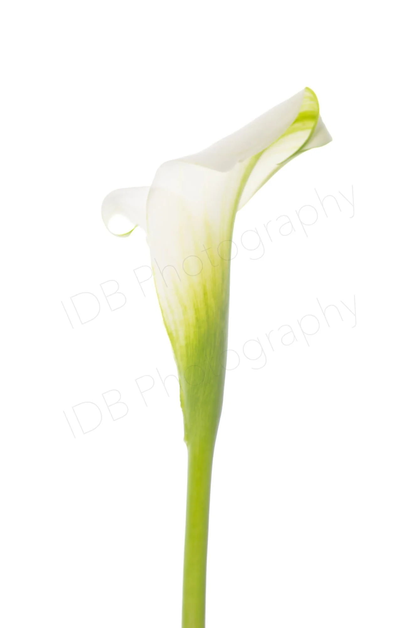 A high-key image of a white calla lily spathe (Zantedeschia aethiopica) vertically oriented side view.