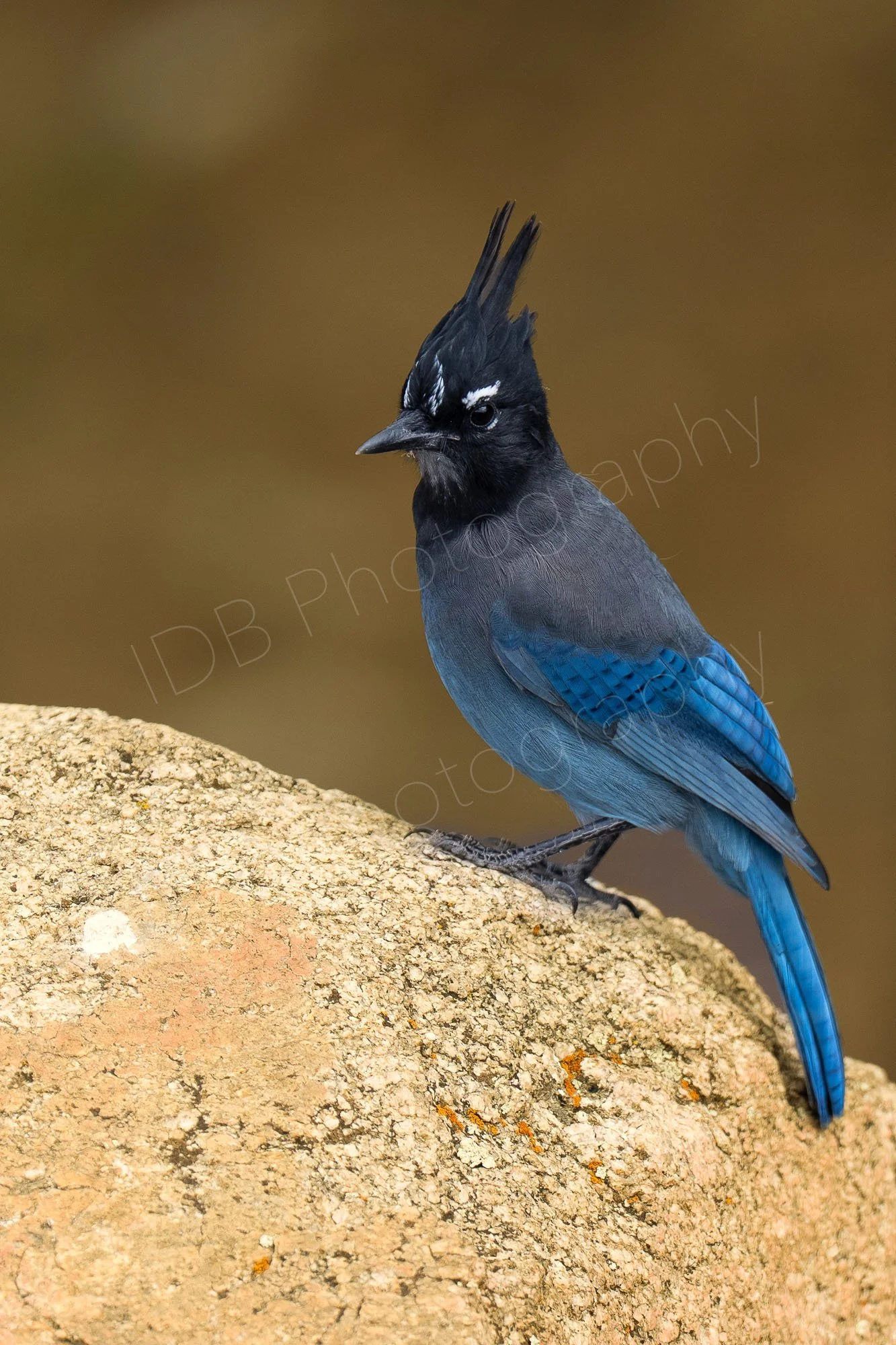 Steller's jay (Cyanocitta stelleri), standing on a buff coloured rock with blurry brown background. Estes Park, Colorado, USA.