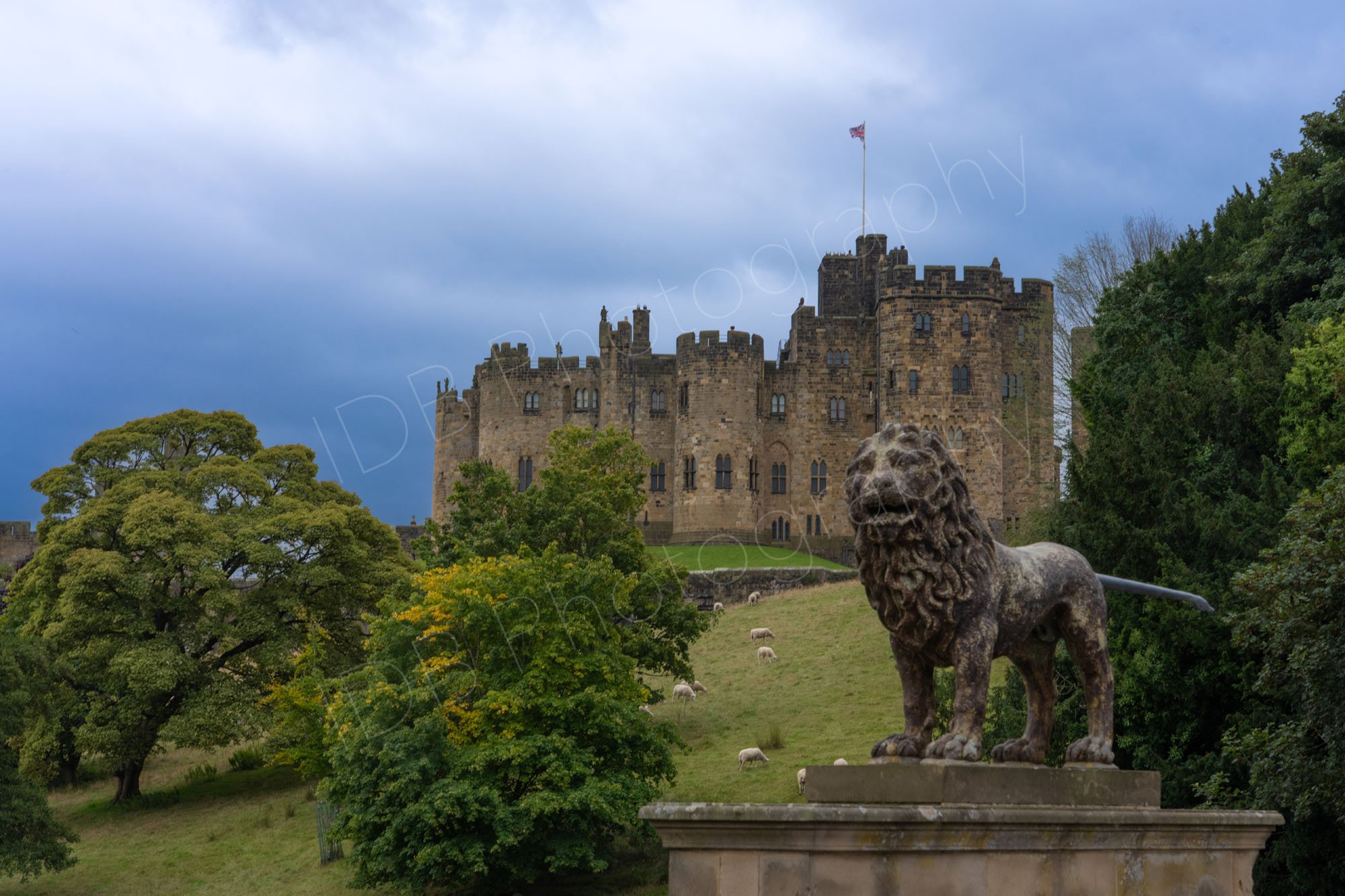 Alnwick Castle, Northumberland set on a hill with a stone lion statue in the foreground, grazing sheep, green trees and grey skies.