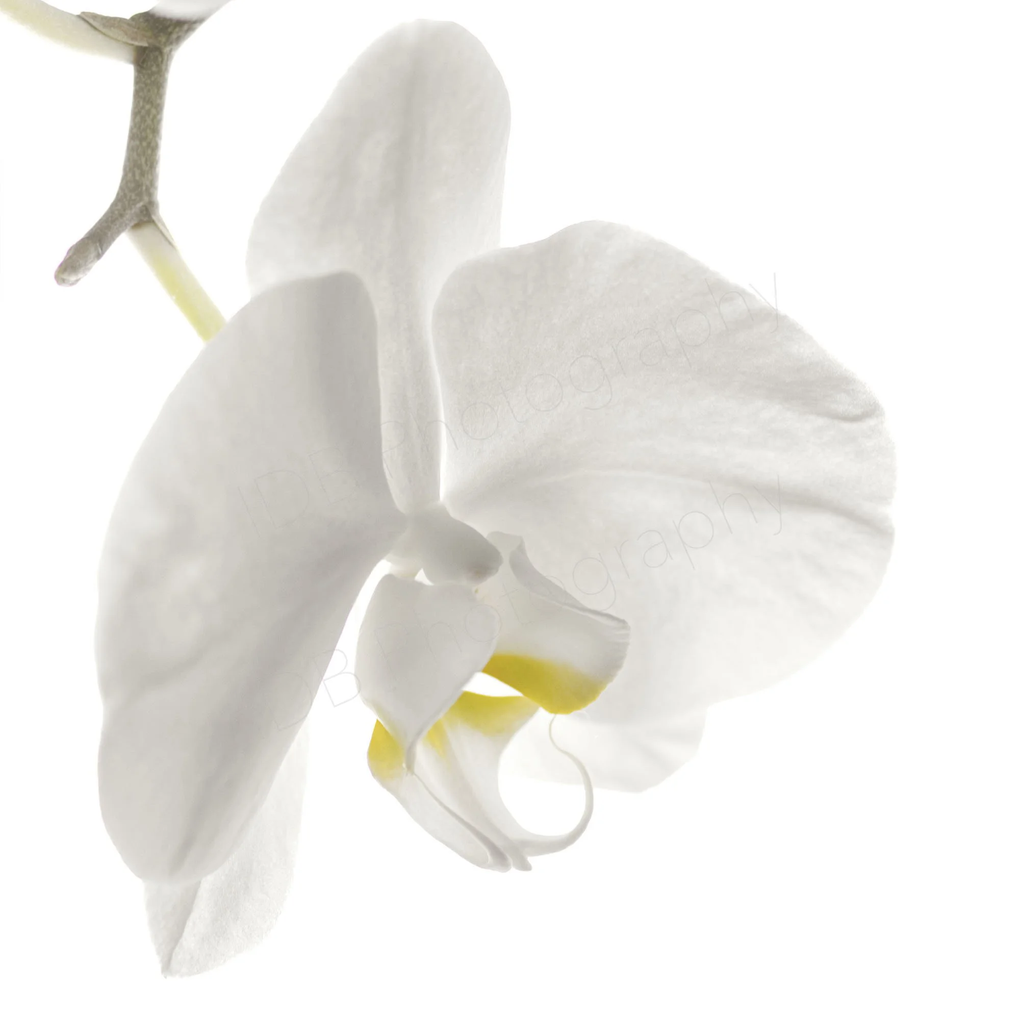A high-key image of a single flower head of white Phalaenopsis Amabilis, oblique view with part of stem seen. White on white.