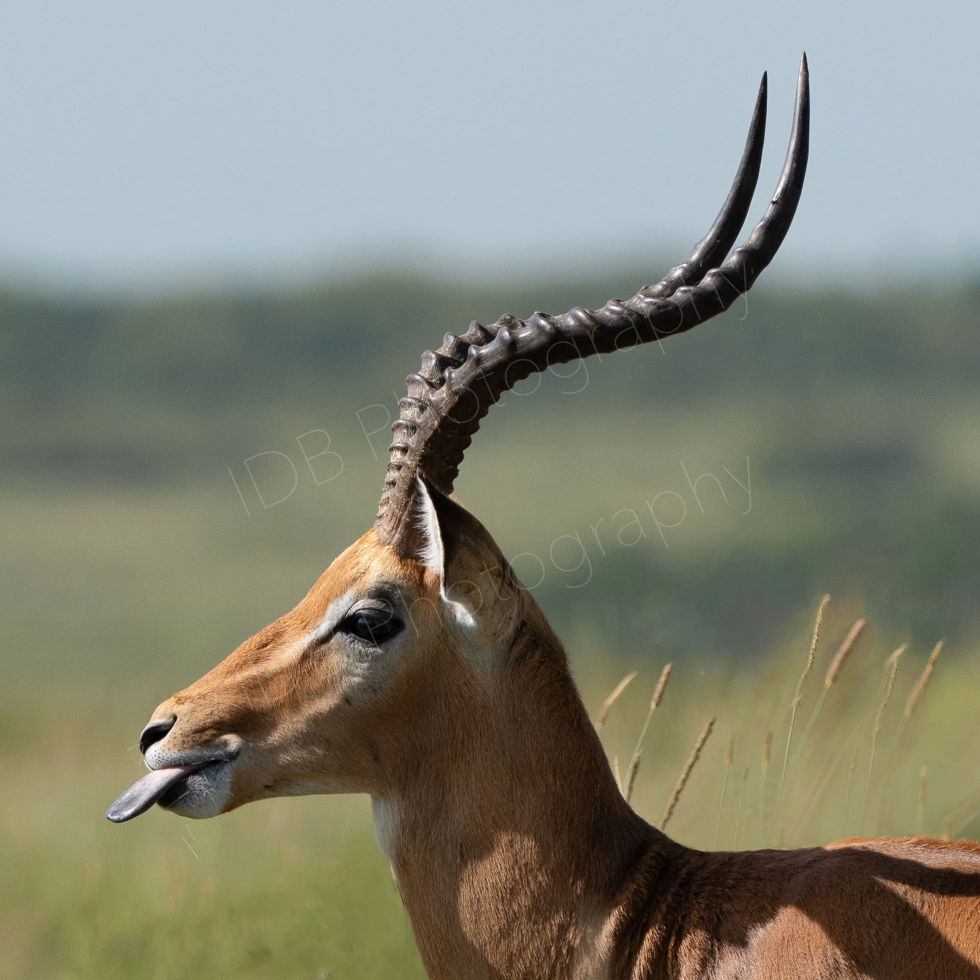 Close up of male Impala with tongue sticking out. taken in the Masai Mara, Kenya.