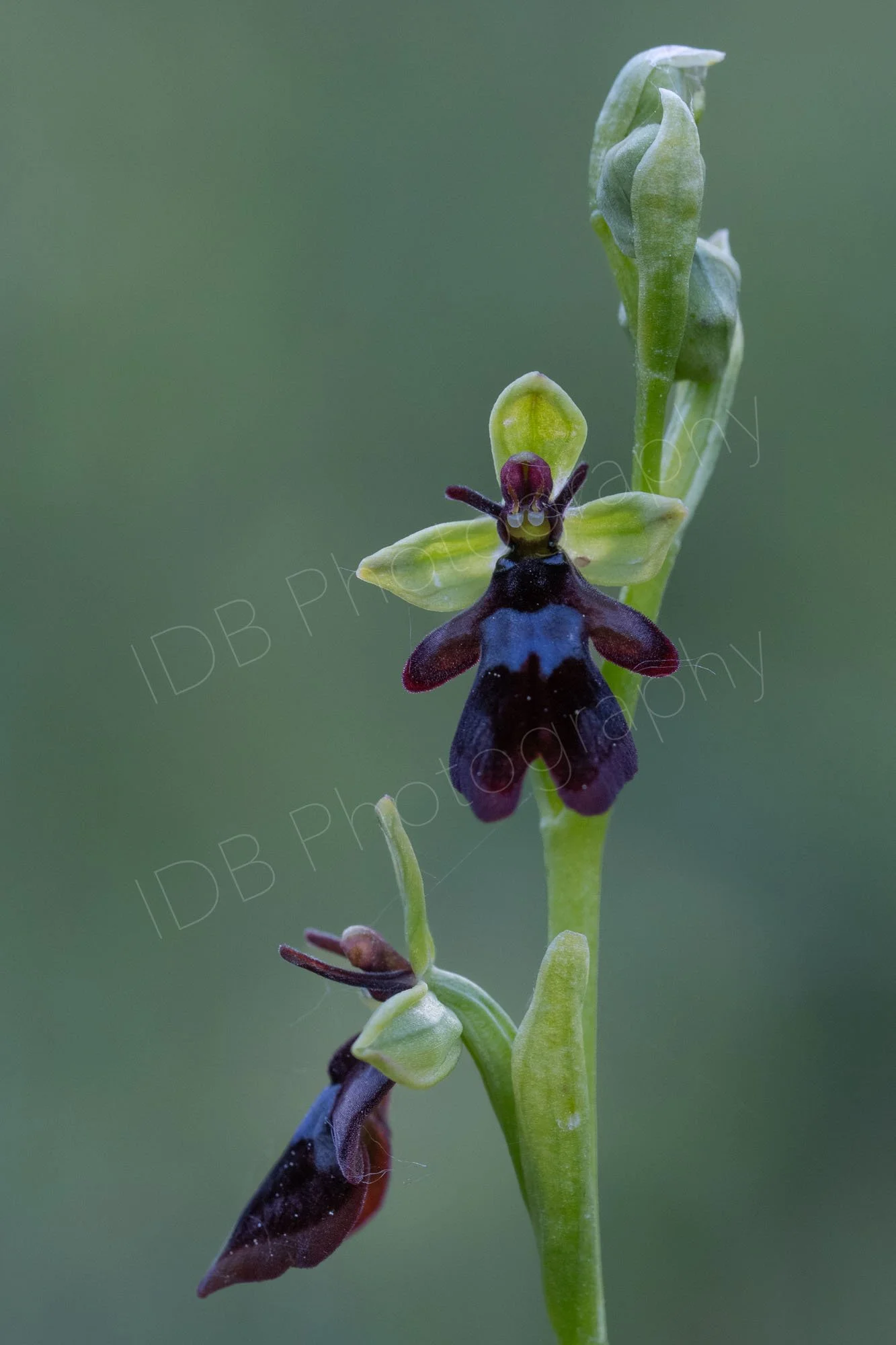 Close up of upper section of a Fly Orchid (Ophrys insectifera) on a greyish green backgound. Kent, UK.