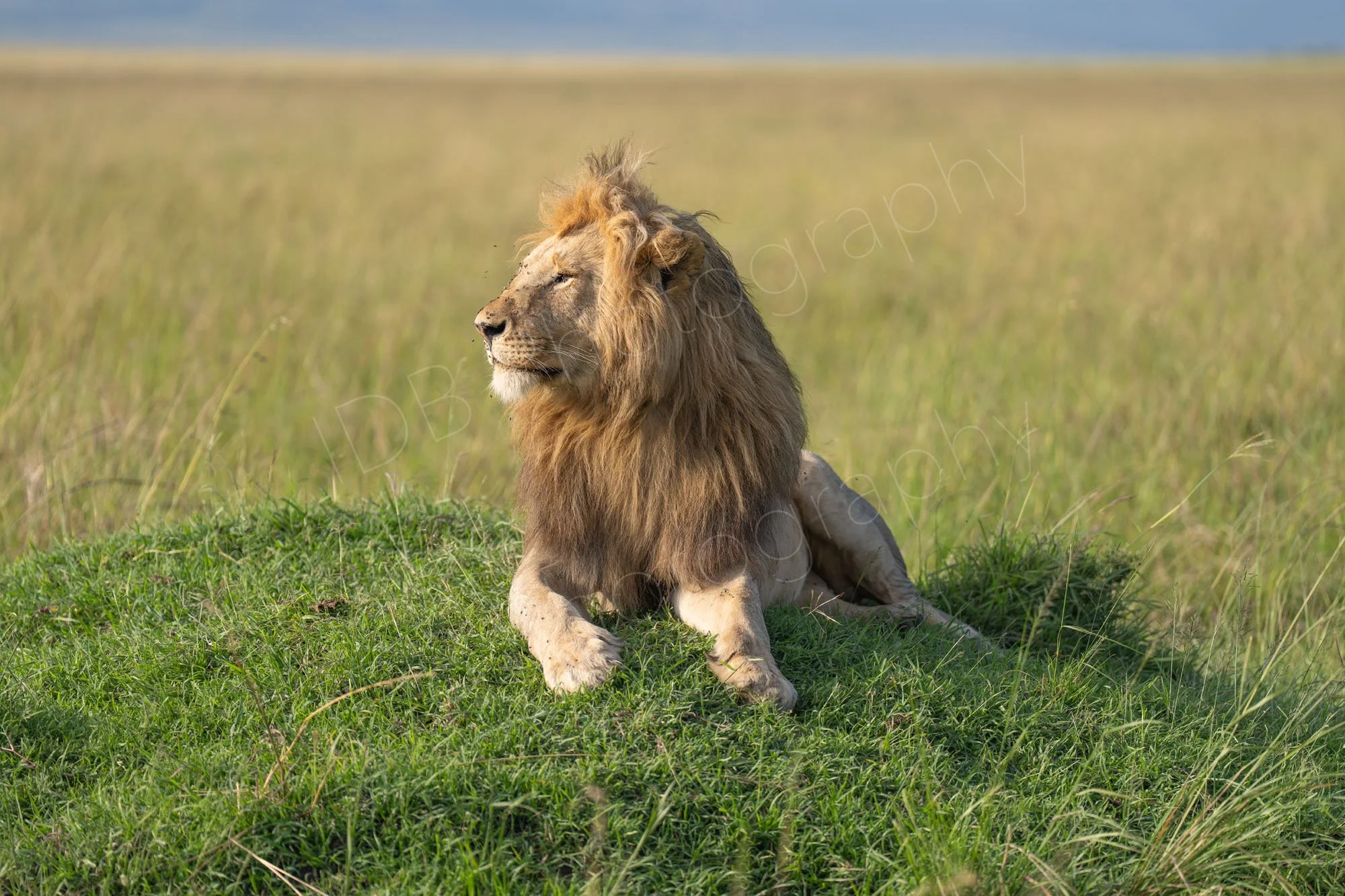 Handsome male lion with beautiful mane lies on a raised mound in the Masai Mara, Kenya, surveying his surroundings. Some flies are on his face and in the air around him.