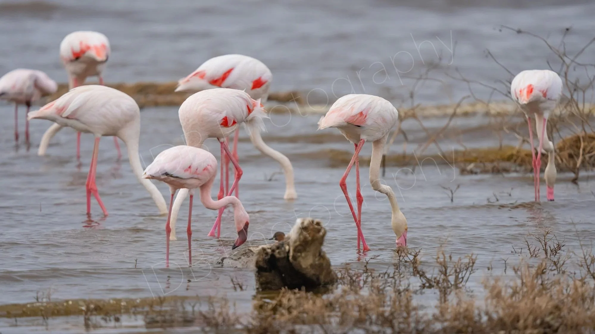 A group of Greater Flamingos (Phoenicopterus roseus) with their heads down eating at lake Nakuru, Kenya.