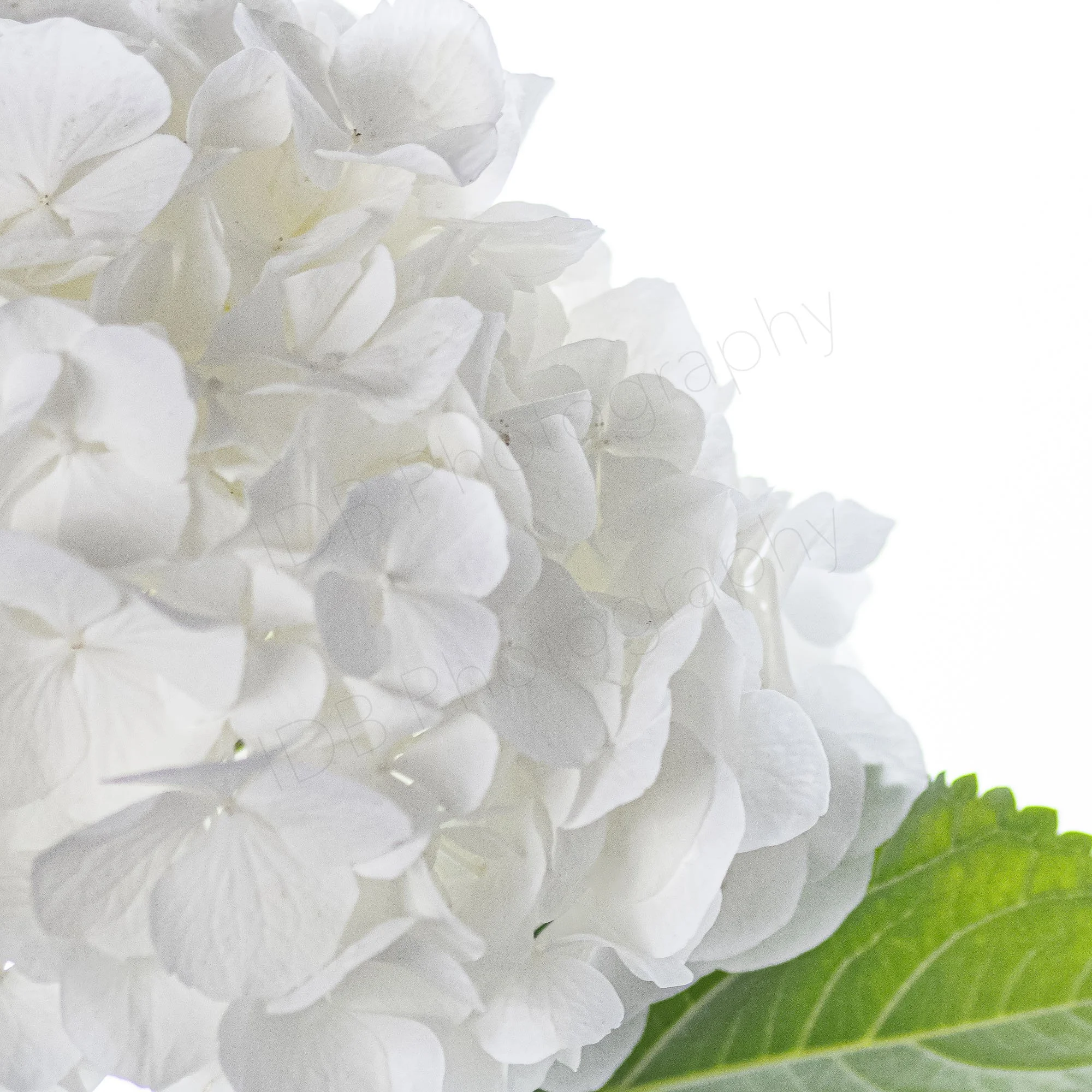 A close up high-key image of  white Hydrangea Macrophylla sepals and part of one green leaf.