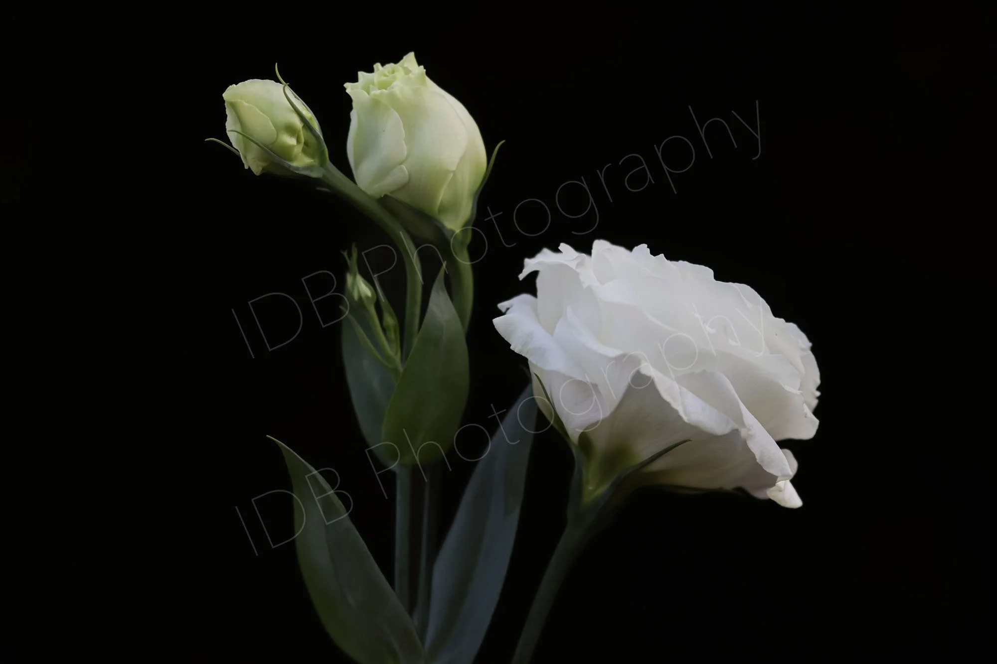 A  flower and buds of Lisianthus Rosita White (Eustoma grandiflorum 'Rosita White') on a black background, leaves partly in shade. Rectangular image.