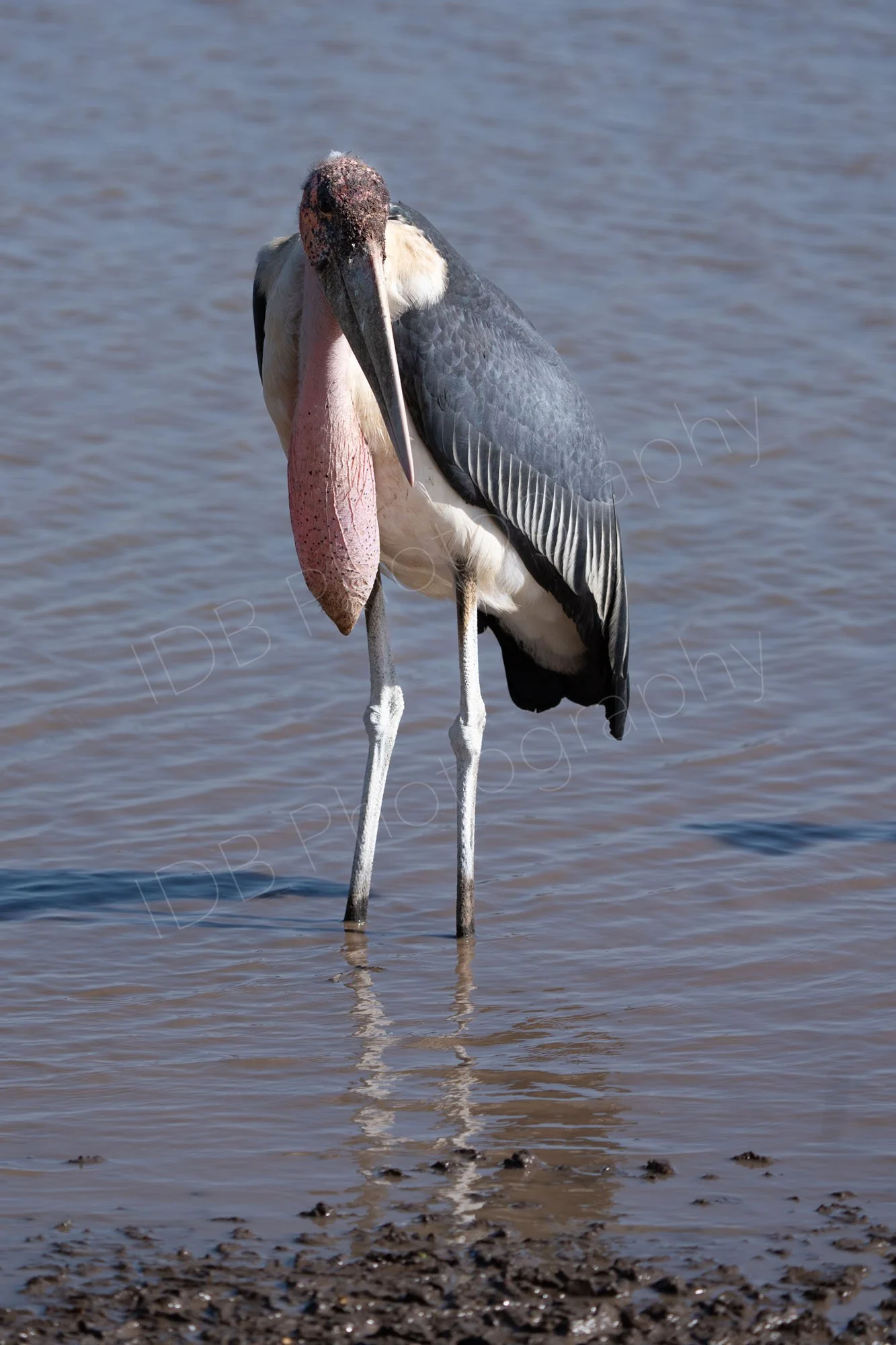 Marabou Stork  (Leptoptilos crumenifer) with large gular sac, standing in water, Nairobi, Kenya.