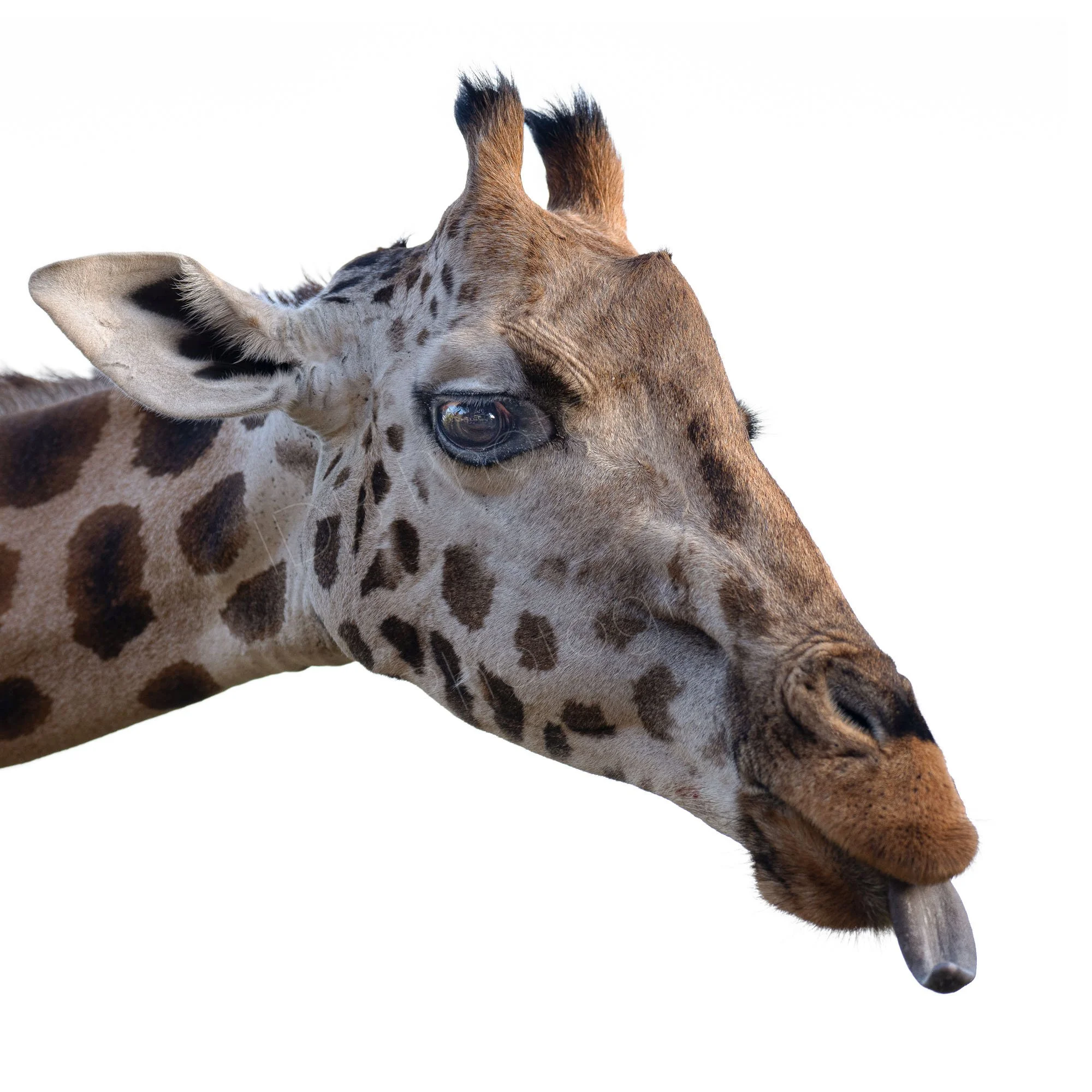 High key coloured image of Rothschild (Nubian) Giraffe head with tongue poking out. Giraffe Art. Nairobi, Kenya.