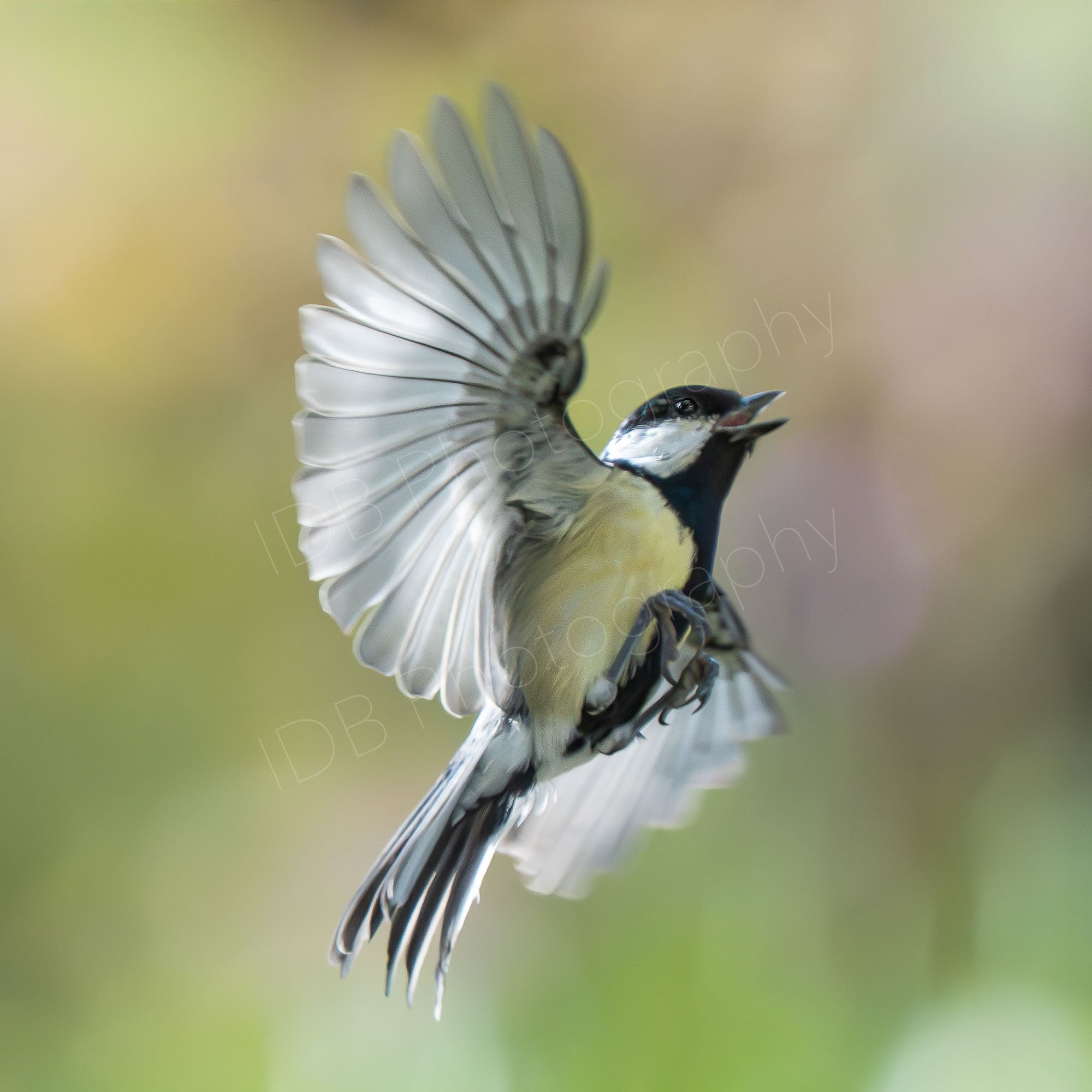 Great Tit (Parus major) in flight with wings extended, multicolour bokeh background, UK.